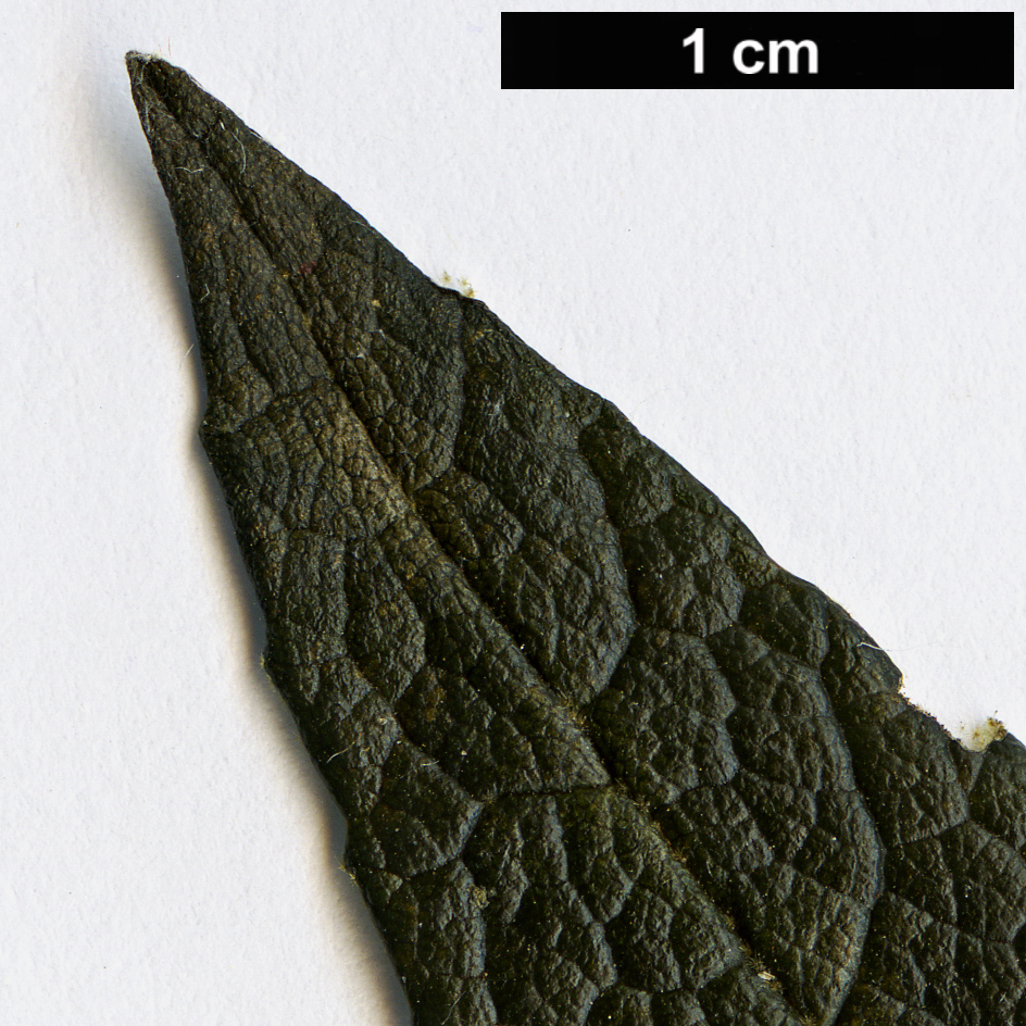 High resolution image: Family: Malvaceae - Genus: Asterotrichion - Taxon: discolor