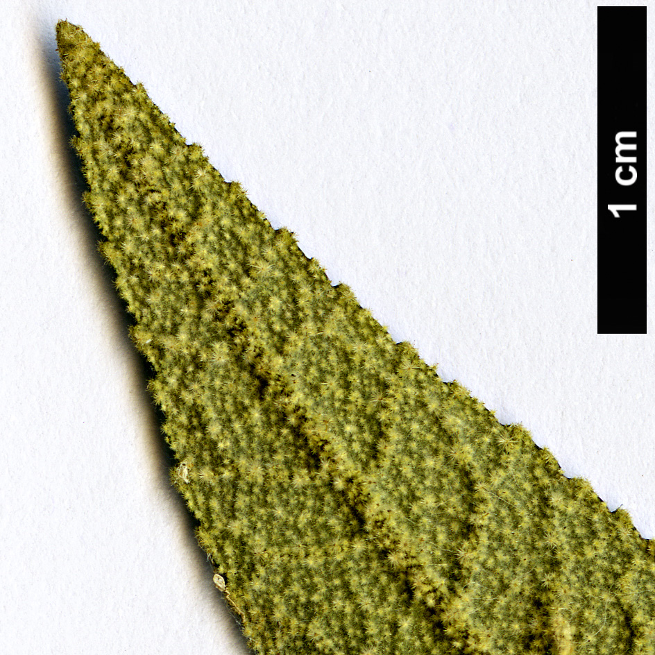 High resolution image: Family: Malvaceae - Genus: Asterotrichion - Taxon: discolor