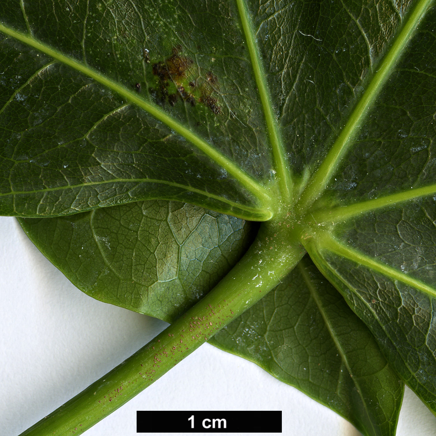 High resolution image: Family: Malvaceae - Genus: Brachychiton - Taxon: acerifolius