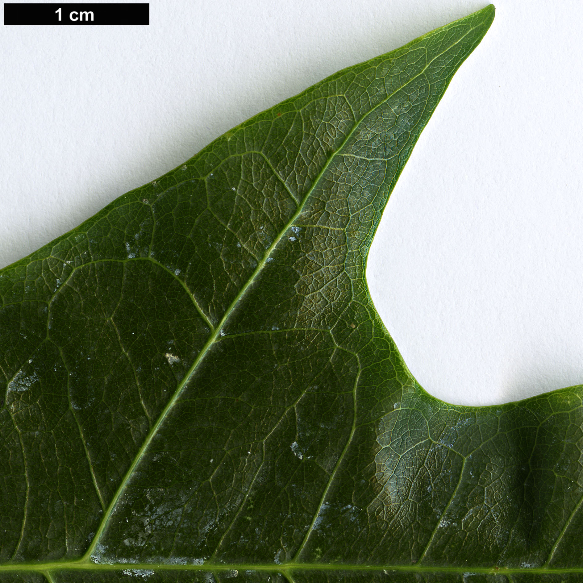 High resolution image: Family: Malvaceae - Genus: Brachychiton - Taxon: acerifolius