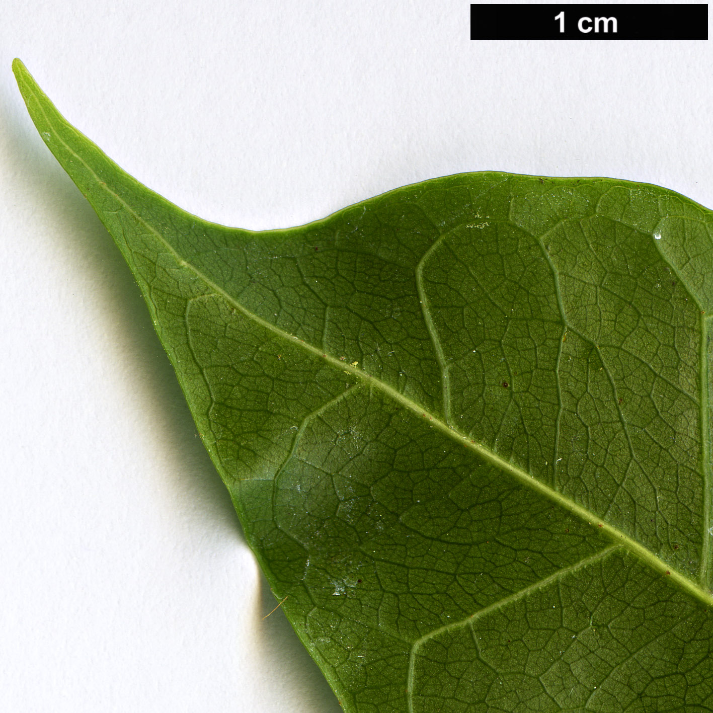 High resolution image: Family: Malvaceae - Genus: Brachychiton - Taxon: acerifolius