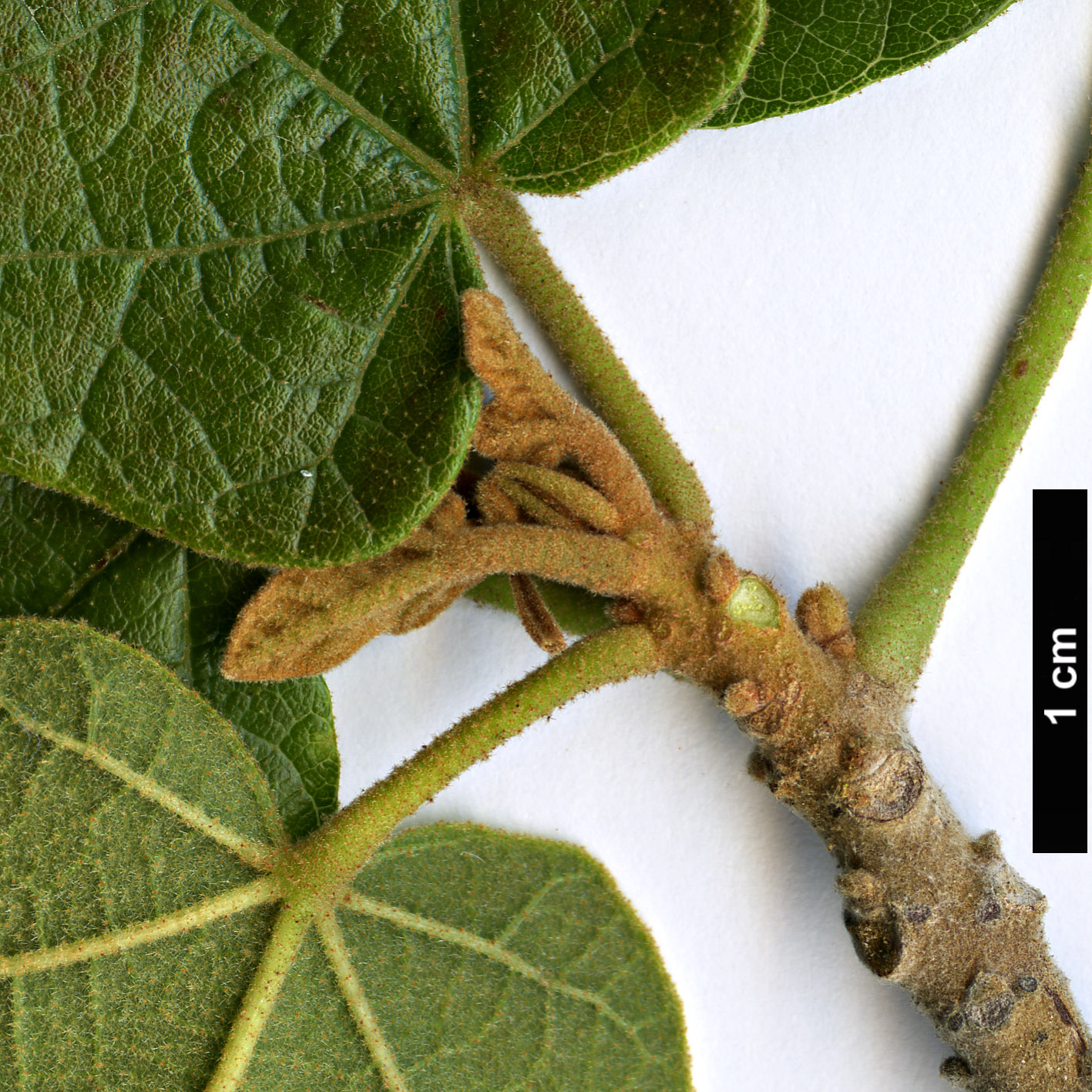 High resolution image: Family: Malvaceae - Genus: Brachychiton - Taxon: bidwillii