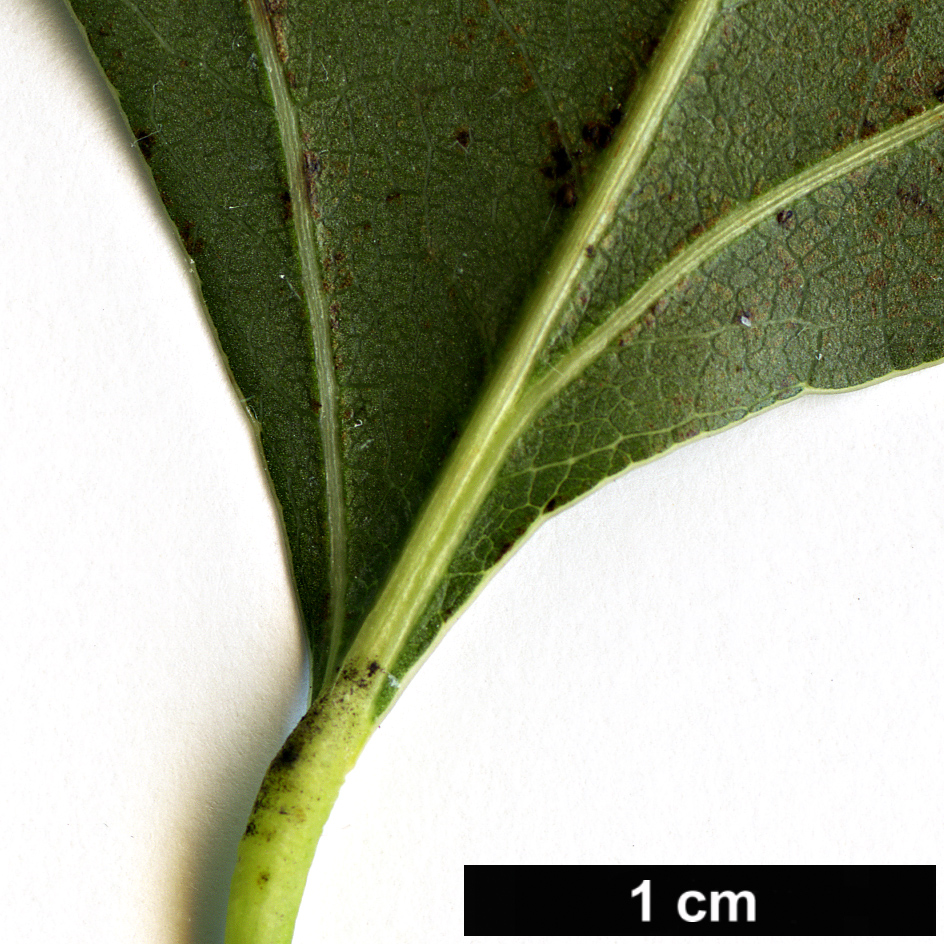 High resolution image: Family: Malvaceae - Genus: Brachychiton - Taxon: populneus High resolution image: Family: Malvaceae - Genus: Brachychiton - Taxon: populneus