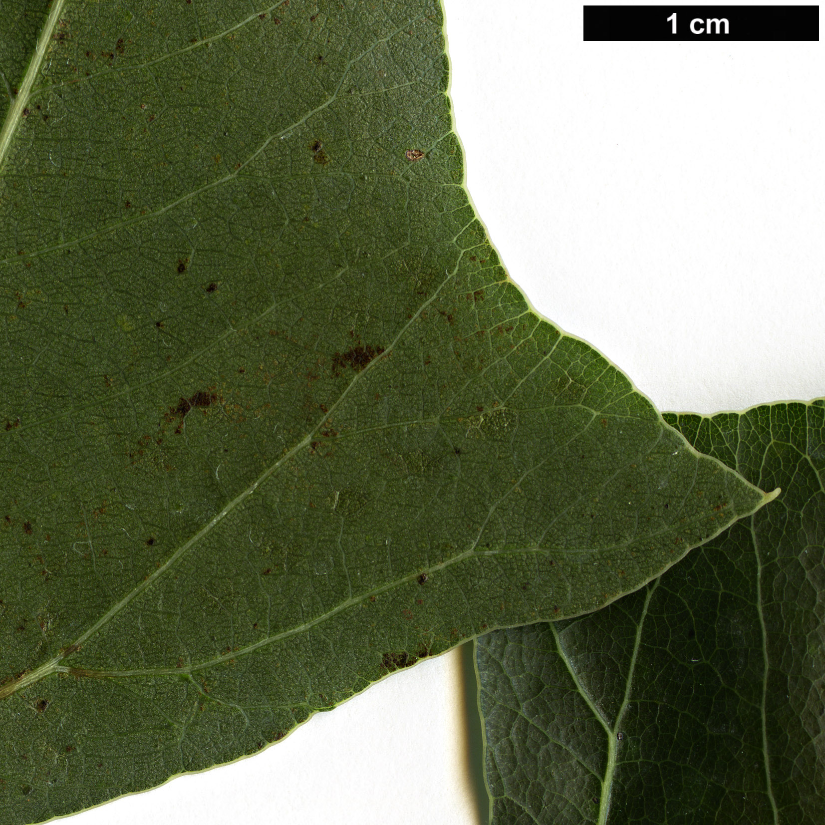 High resolution image: Family: Malvaceae - Genus: Brachychiton - Taxon: populneus High resolution image: Family: Malvaceae - Genus: Brachychiton - Taxon: populneus