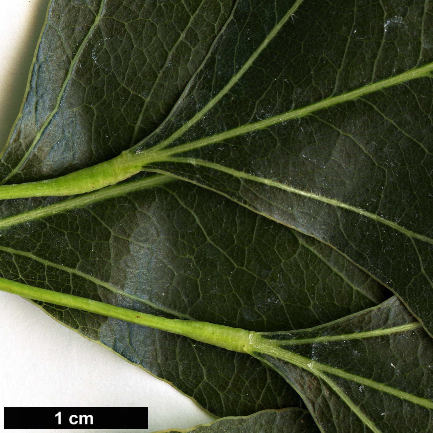 High resolution image: Family: Malvaceae - Genus: Brachychiton - Taxon: populneus High resolution image: Family: Malvaceae - Genus: Brachychiton - Taxon: populneus