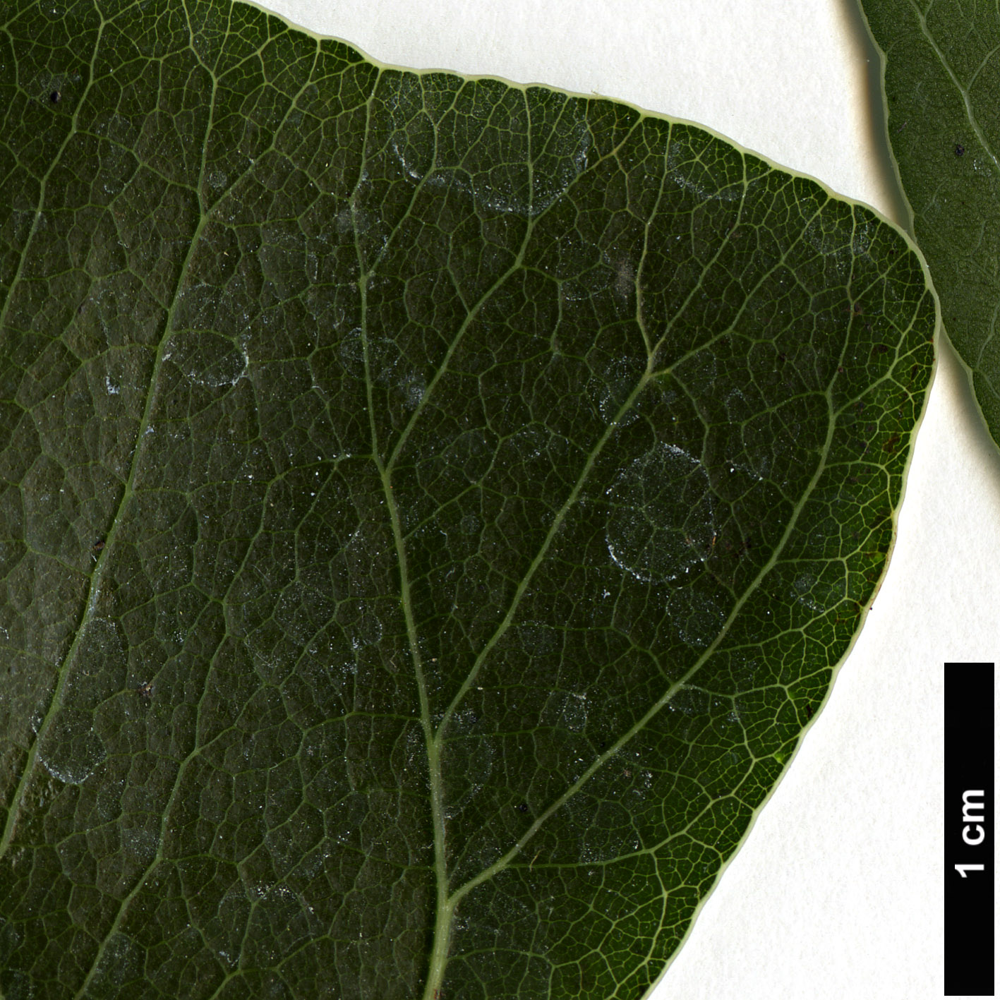 High resolution image: Family: Malvaceae - Genus: Brachychiton - Taxon: populneus High resolution image: Family: Malvaceae - Genus: Brachychiton - Taxon: populneus