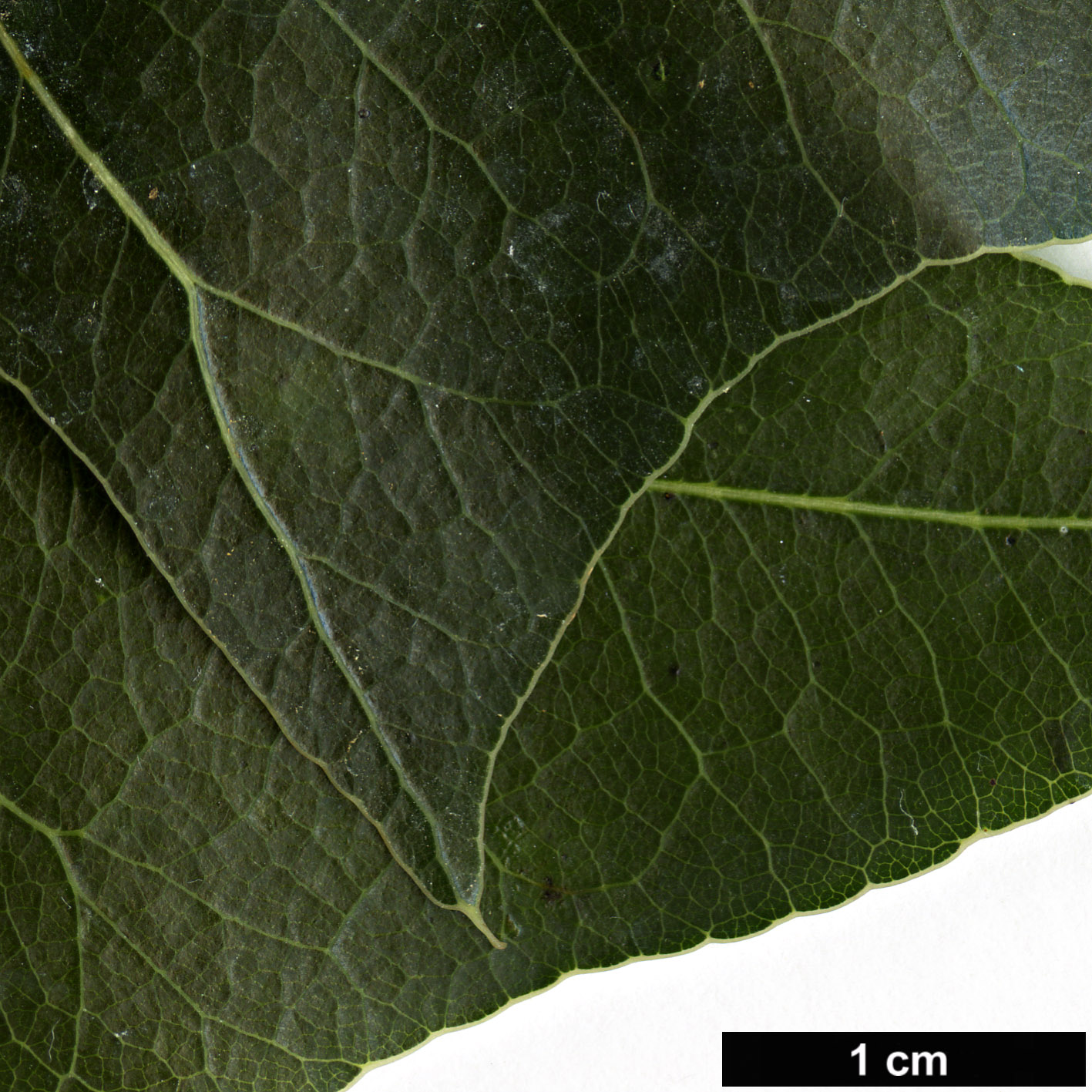 High resolution image: Family: Malvaceae - Genus: Brachychiton - Taxon: populneus High resolution image: Family: Malvaceae - Genus: Brachychiton - Taxon: populneus