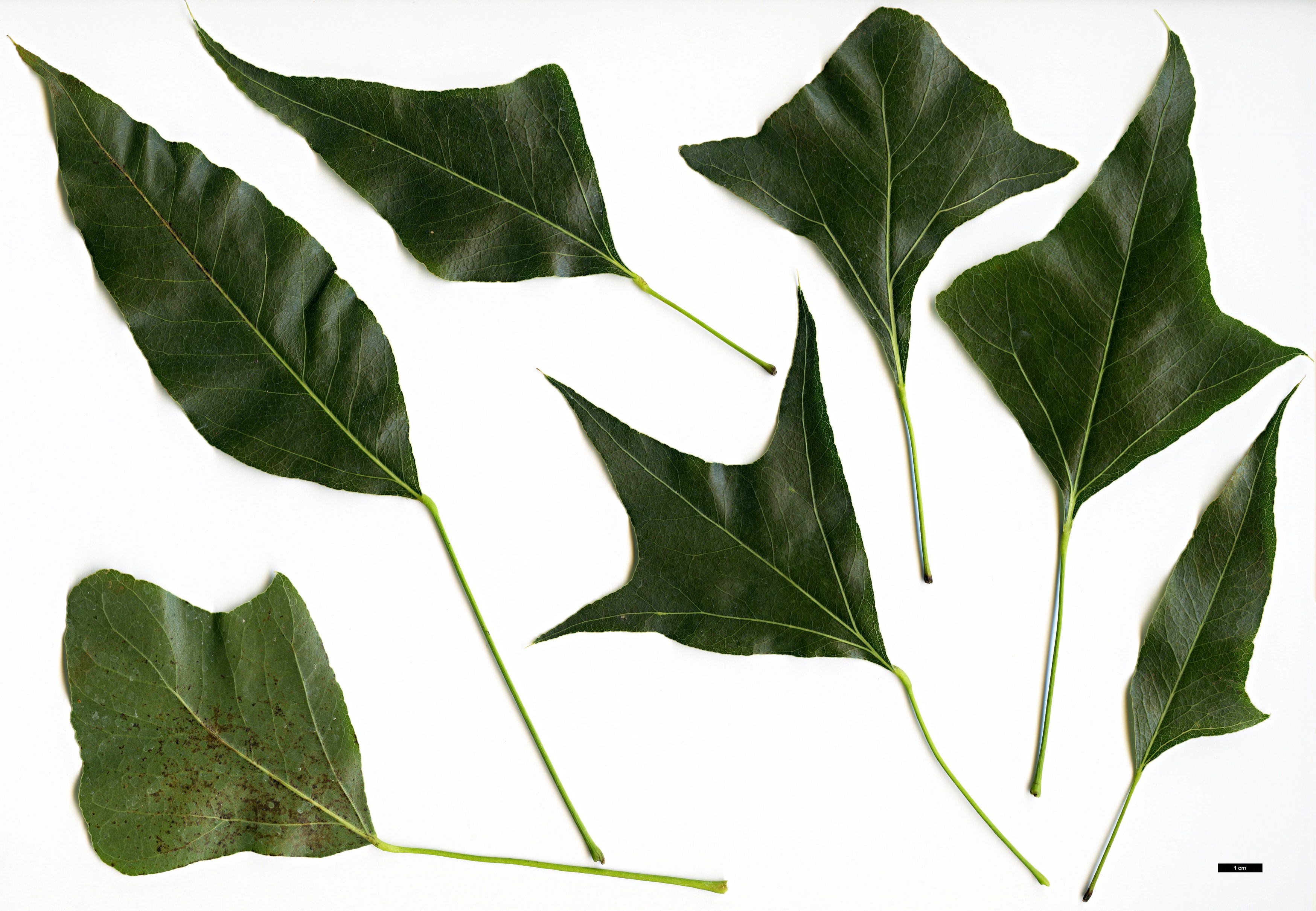 High resolution image: Family: Malvaceae - Genus: Brachychiton - Taxon: populneus High resolution image: Family: Malvaceae - Genus: Brachychiton - Taxon: populneus