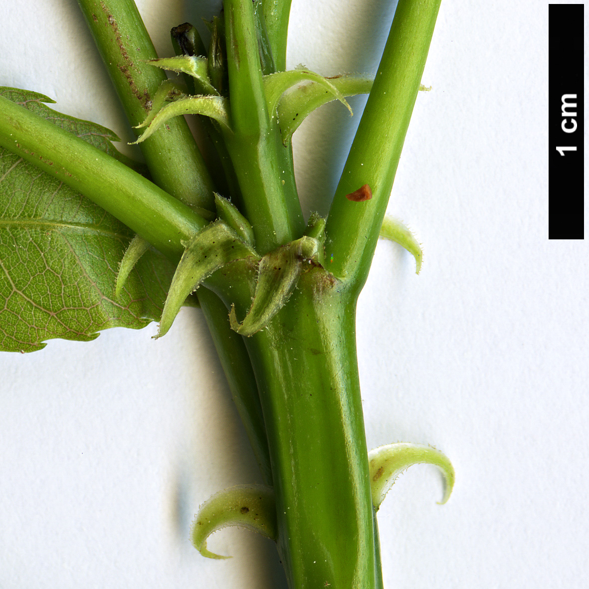High resolution image: Family: Malvaceae - Genus: Ceiba - Taxon: insignis