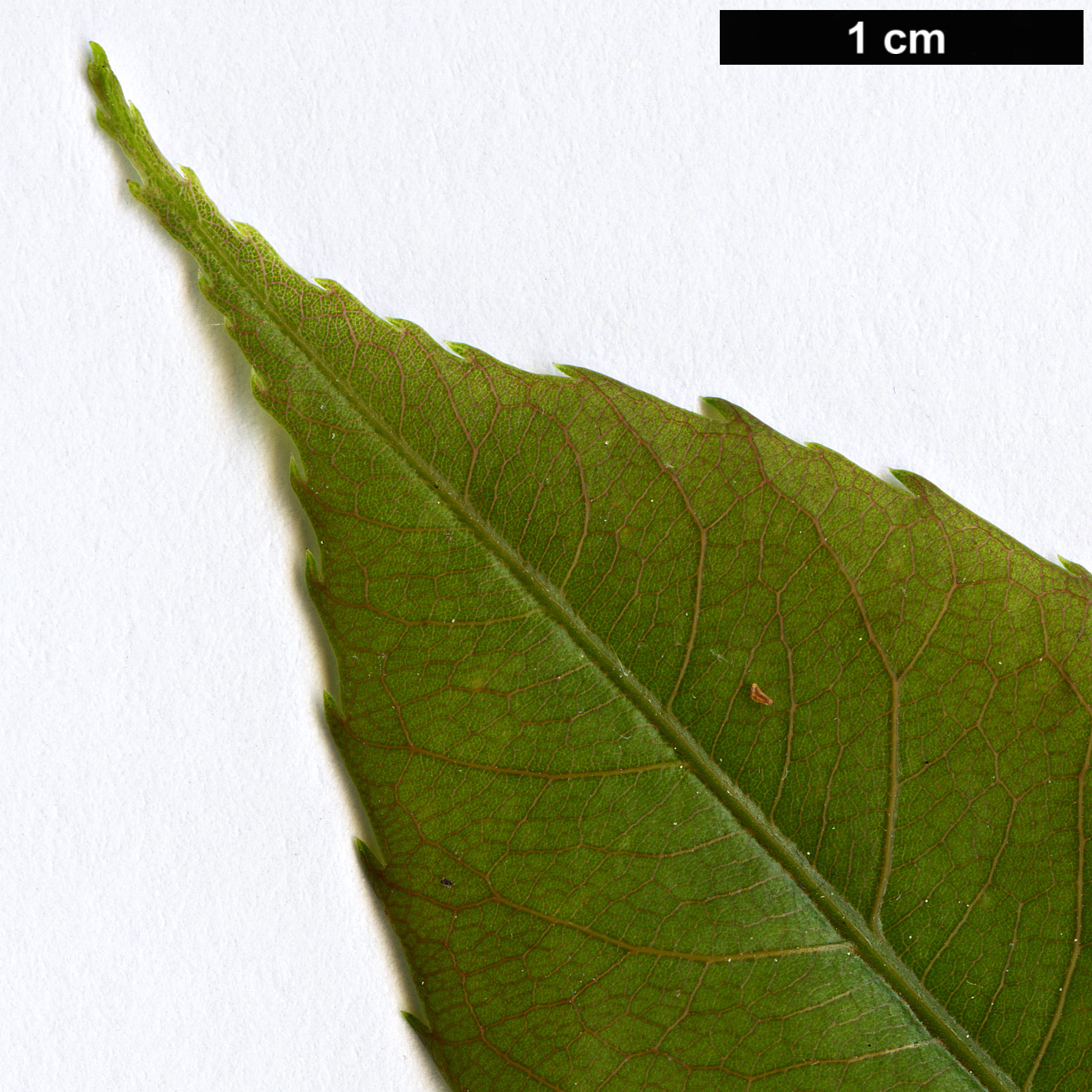 High resolution image: Family: Malvaceae - Genus: Ceiba - Taxon: insignis