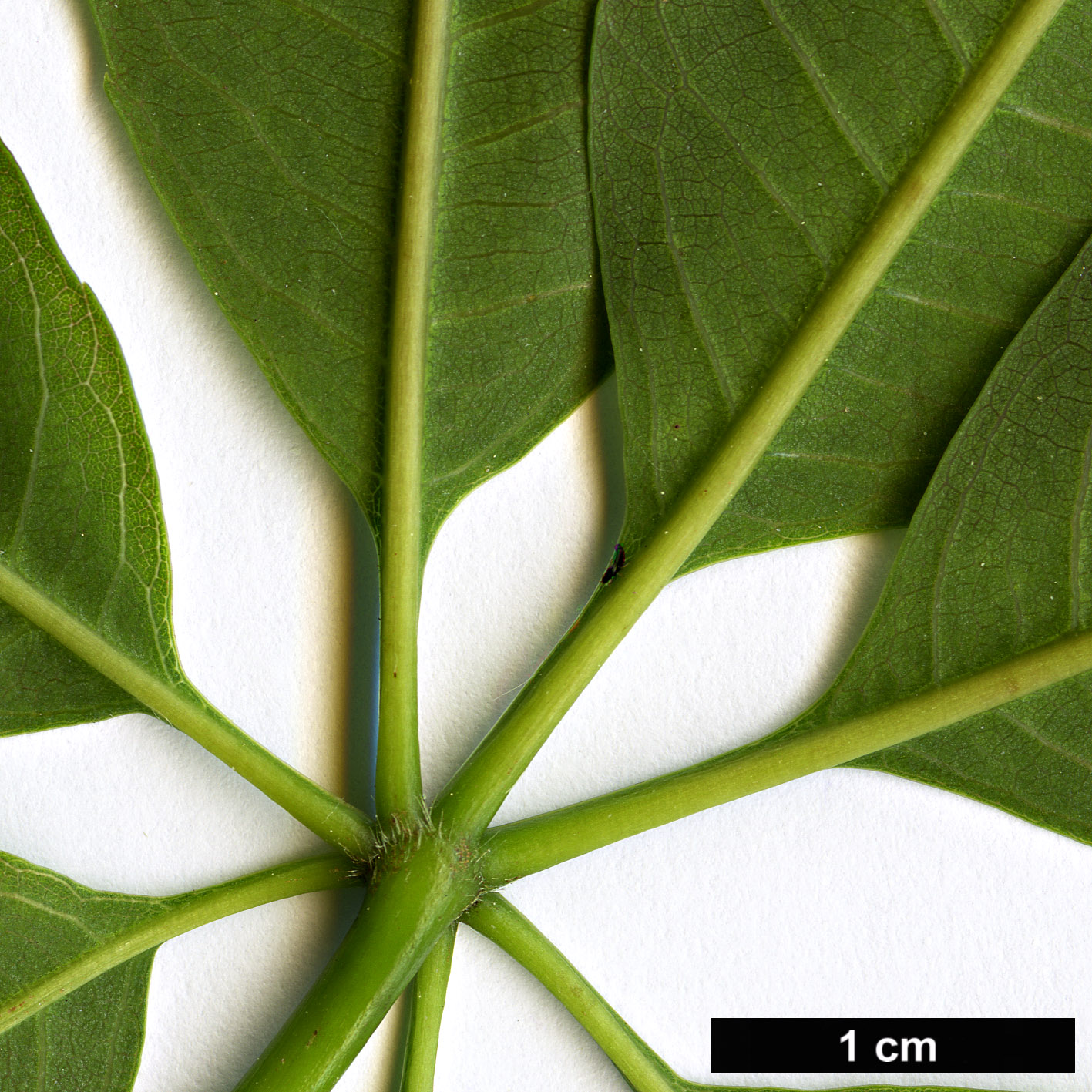 High resolution image: Family: Malvaceae - Genus: Ceiba - Taxon: insignis High resolution image: Family: Malvaceae - Genus: Ceiba - Taxon: insignis