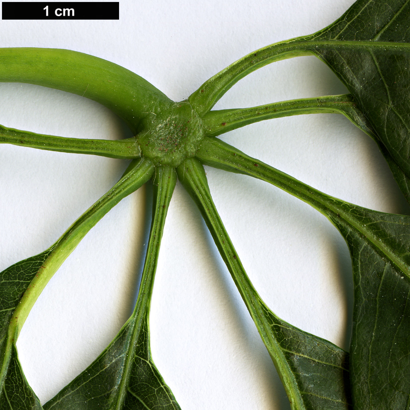 High resolution image: Family: Malvaceae - Genus: Ceiba - Taxon: insignis High resolution image: Family: Malvaceae - Genus: Ceiba - Taxon: insignis