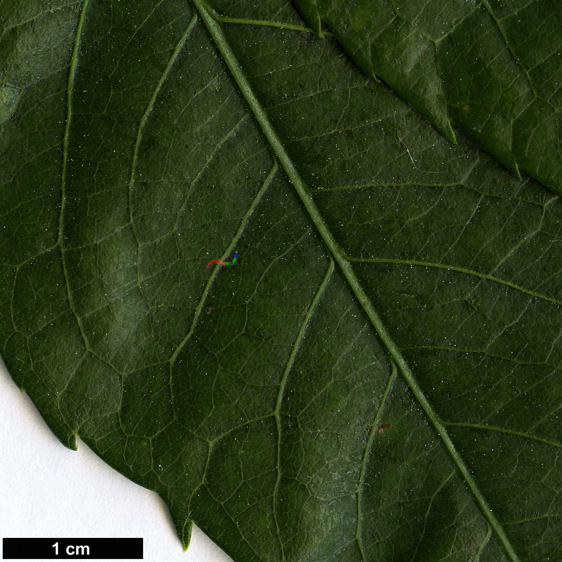 High resolution image: Family: Malvaceae - Genus: Ceiba - Taxon: insignis High resolution image: Family: Malvaceae - Genus: Ceiba - Taxon: insignis