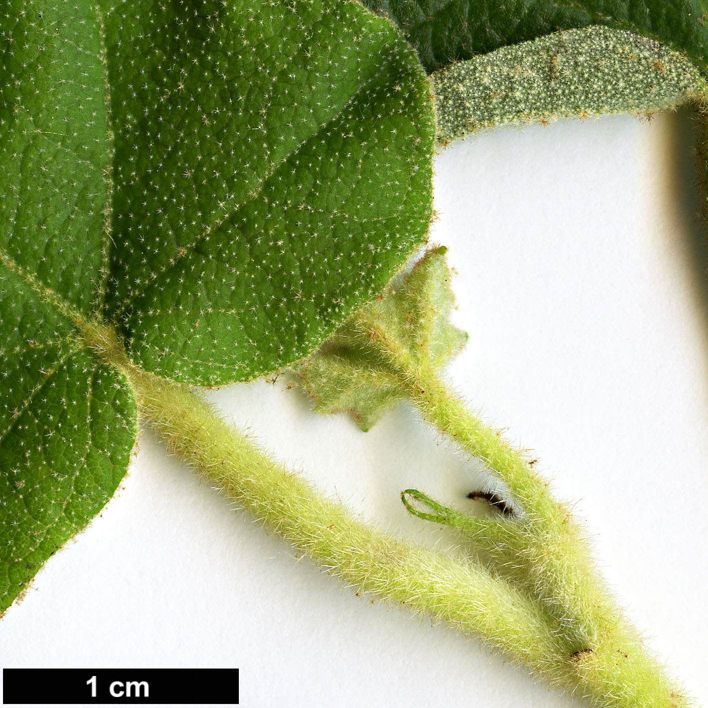 High resolution image: Family: Malvaceae - Genus: Fremontodendron - Taxon: californicum