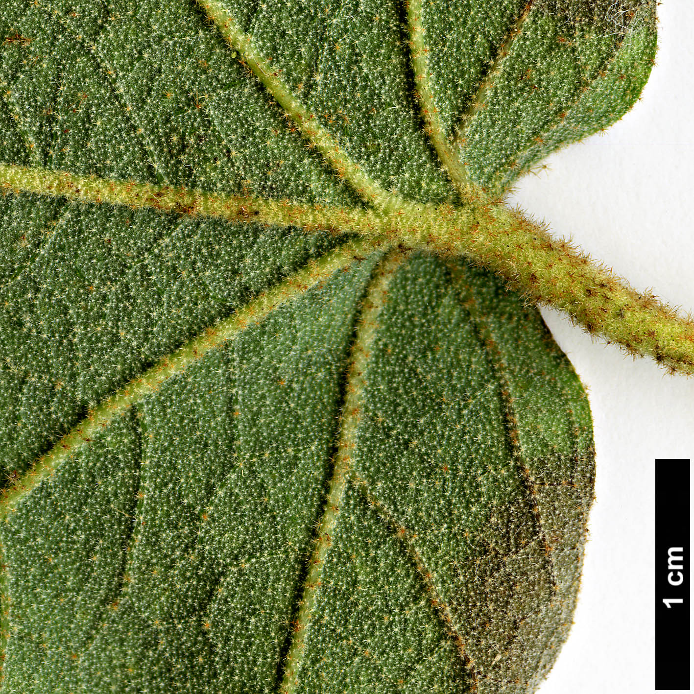 High resolution image: Family: Malvaceae - Genus: Fremontodendron - Taxon: californicum