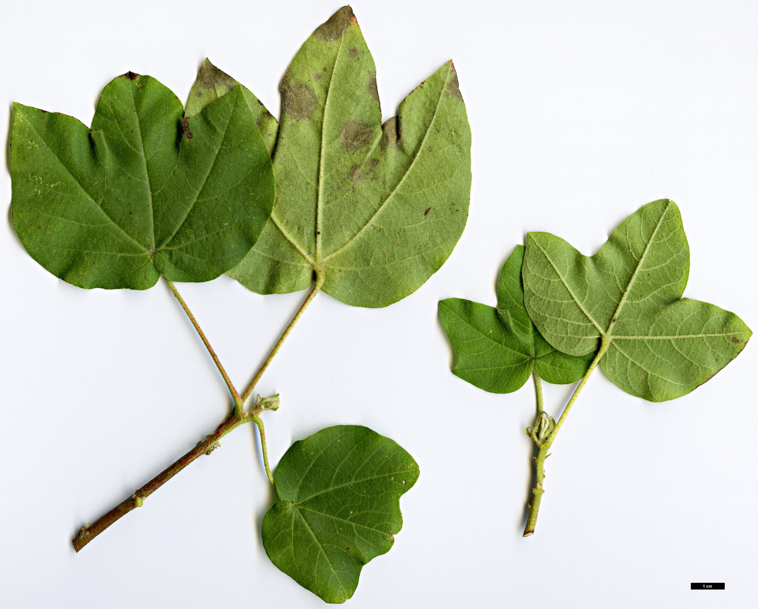 High resolution image: Family: Malvaceae - Genus: Gossypium - Taxon: herbaceum High resolution image: Family: Malvaceae - Genus: Gossypium - Taxon: herbaceum