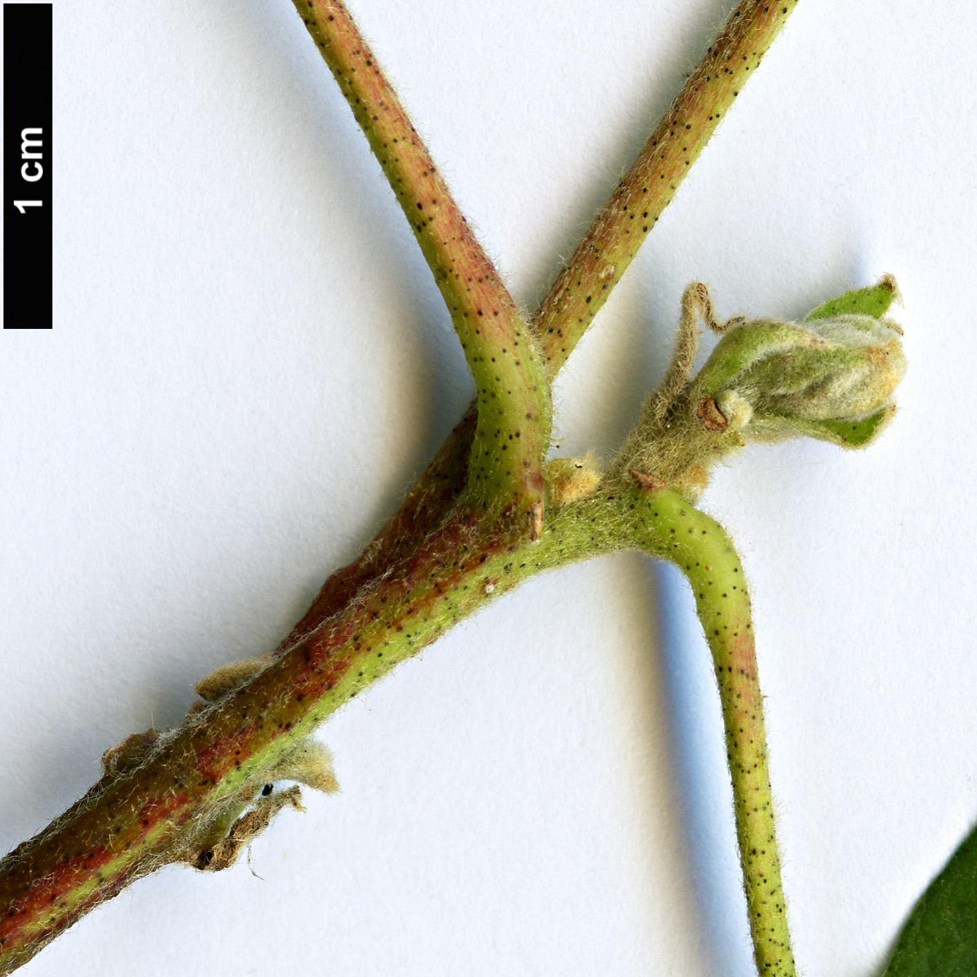 High resolution image: Family: Malvaceae - Genus: Gossypium - Taxon: herbaceum High resolution image: Family: Malvaceae - Genus: Gossypium - Taxon: herbaceum