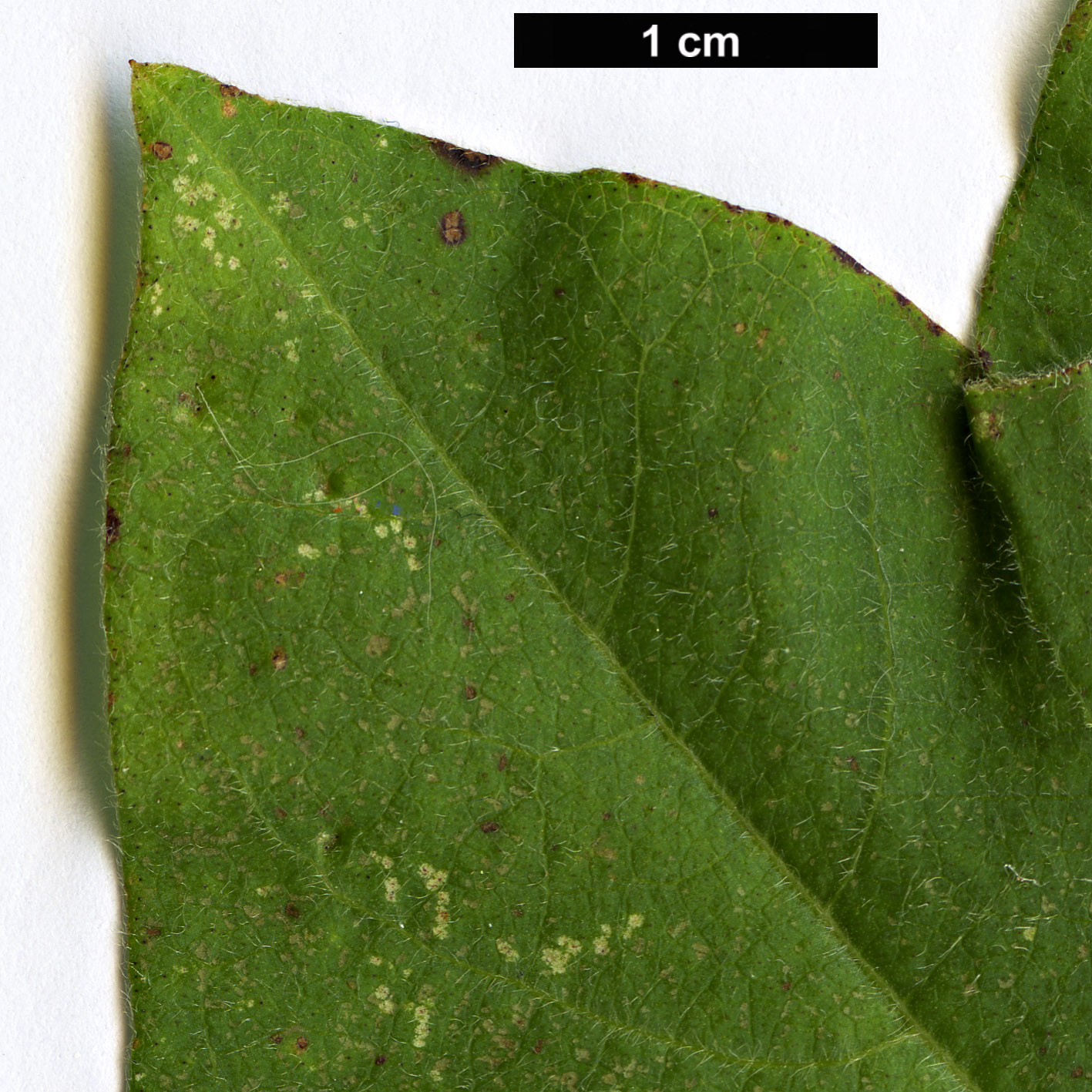 High resolution image: Family: Malvaceae - Genus: Gossypium - Taxon: herbaceum High resolution image: Family: Malvaceae - Genus: Gossypium - Taxon: herbaceum