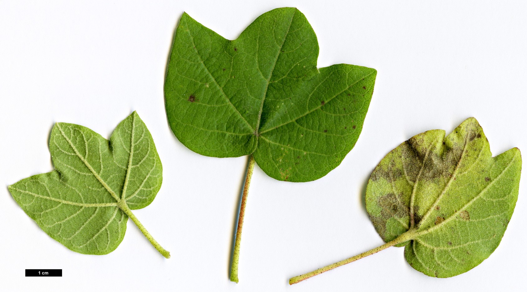 High resolution image: Family: Malvaceae - Genus: Gossypium - Taxon: herbaceum High resolution image: Family: Malvaceae - Genus: Gossypium - Taxon: herbaceum