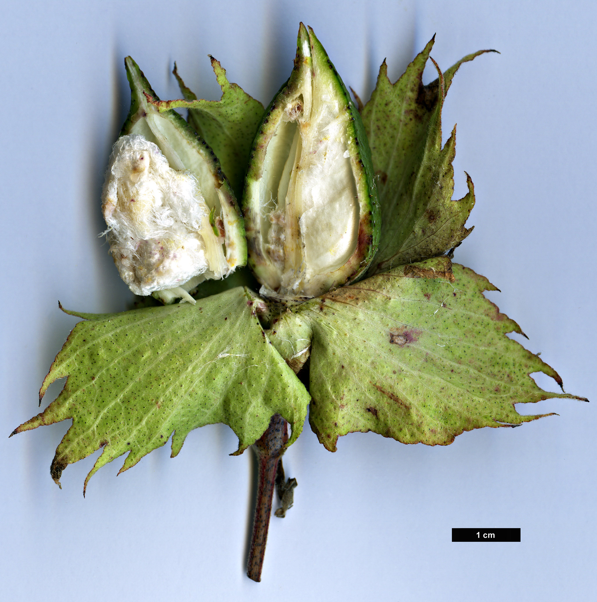 High resolution image: Family: Malvaceae - Genus: Gossypium - Taxon: herbaceum High resolution image: Family: Malvaceae - Genus: Gossypium - Taxon: herbaceum