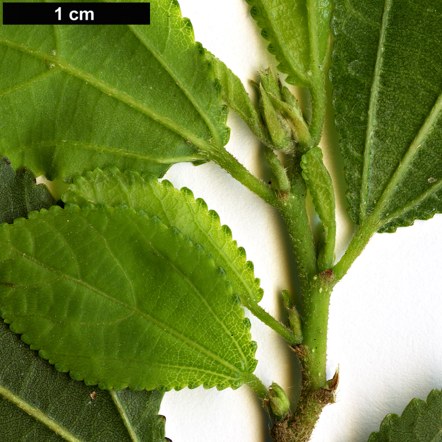 High resolution image: Family: Malvaceae - Genus: Grewia - Taxon: caffra