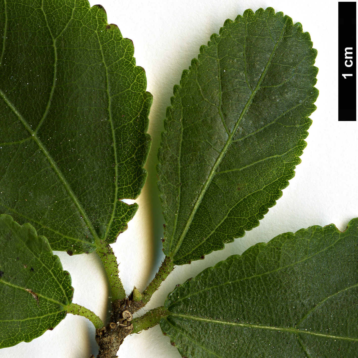 High resolution image: Family: Malvaceae - Genus: Grewia - Taxon: caffra