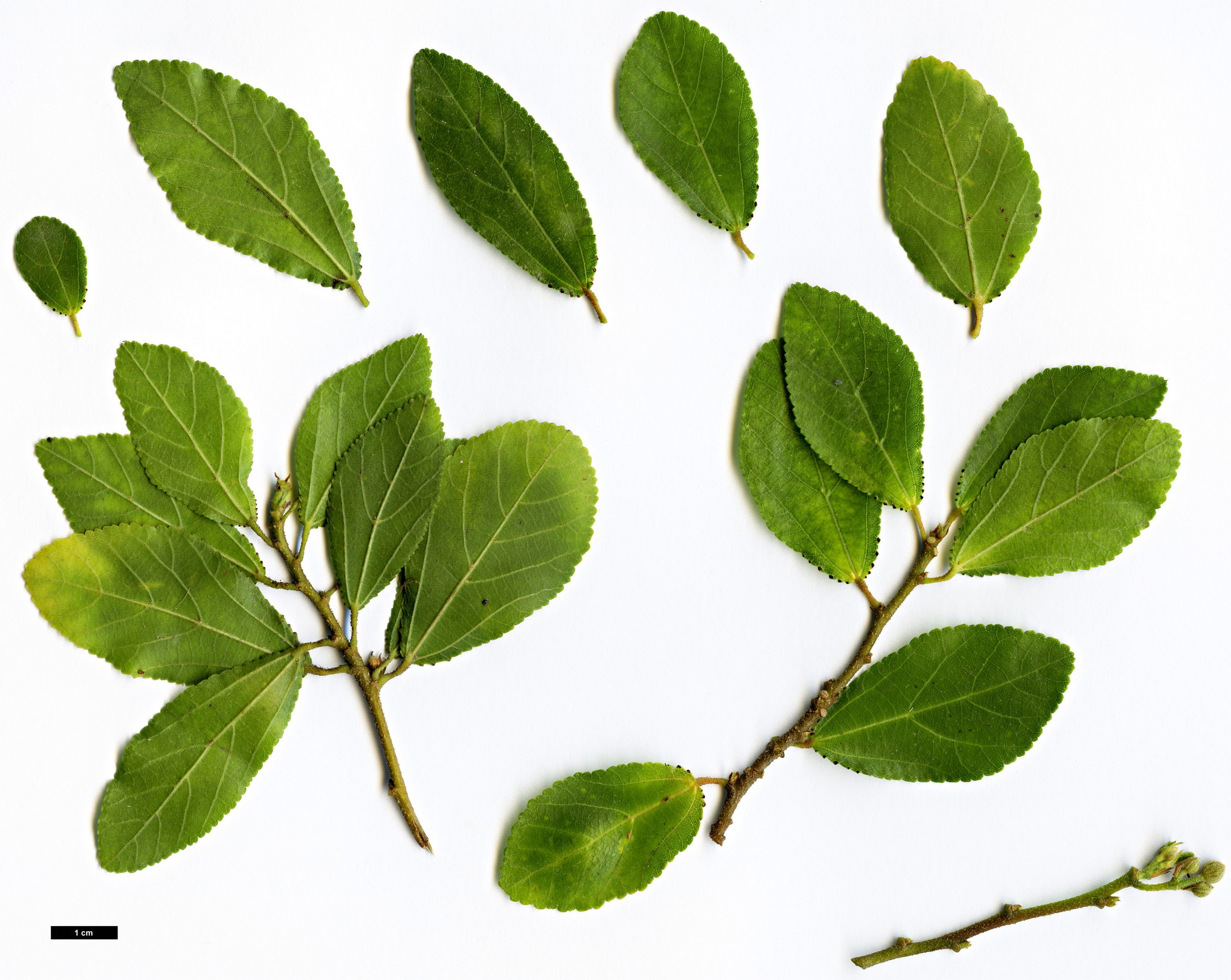 High resolution image: Family: Malvaceae - Genus: Grewia - Taxon: occidentalis High resolution image: Family: Malvaceae - Genus: Grewia - Taxon: occidentalis