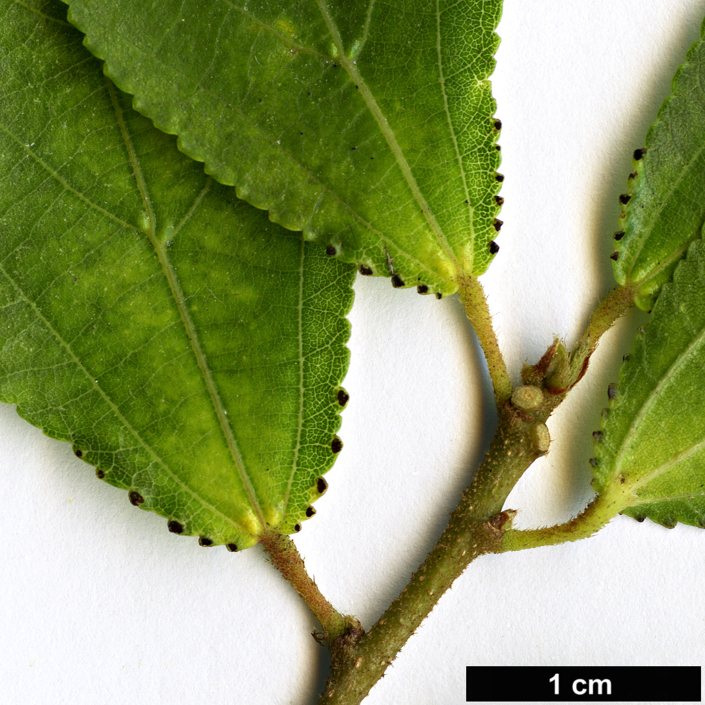 High resolution image: Family: Malvaceae - Genus: Grewia - Taxon: occidentalis