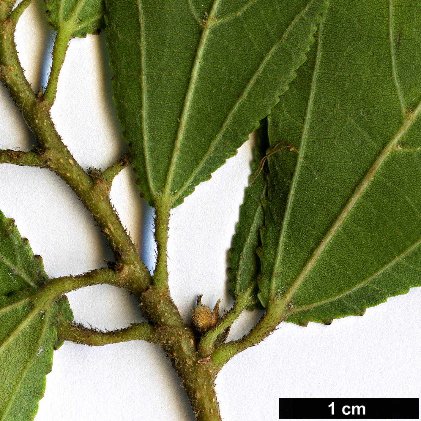 High resolution image: Family: Malvaceae - Genus: Grewia - Taxon: occidentalis High resolution image: Family: Malvaceae - Genus: Grewia - Taxon: occidentalis