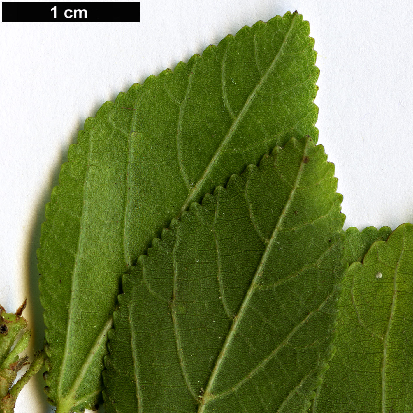 High resolution image: Family: Malvaceae - Genus: Grewia - Taxon: occidentalis High resolution image: Family: Malvaceae - Genus: Grewia - Taxon: occidentalis