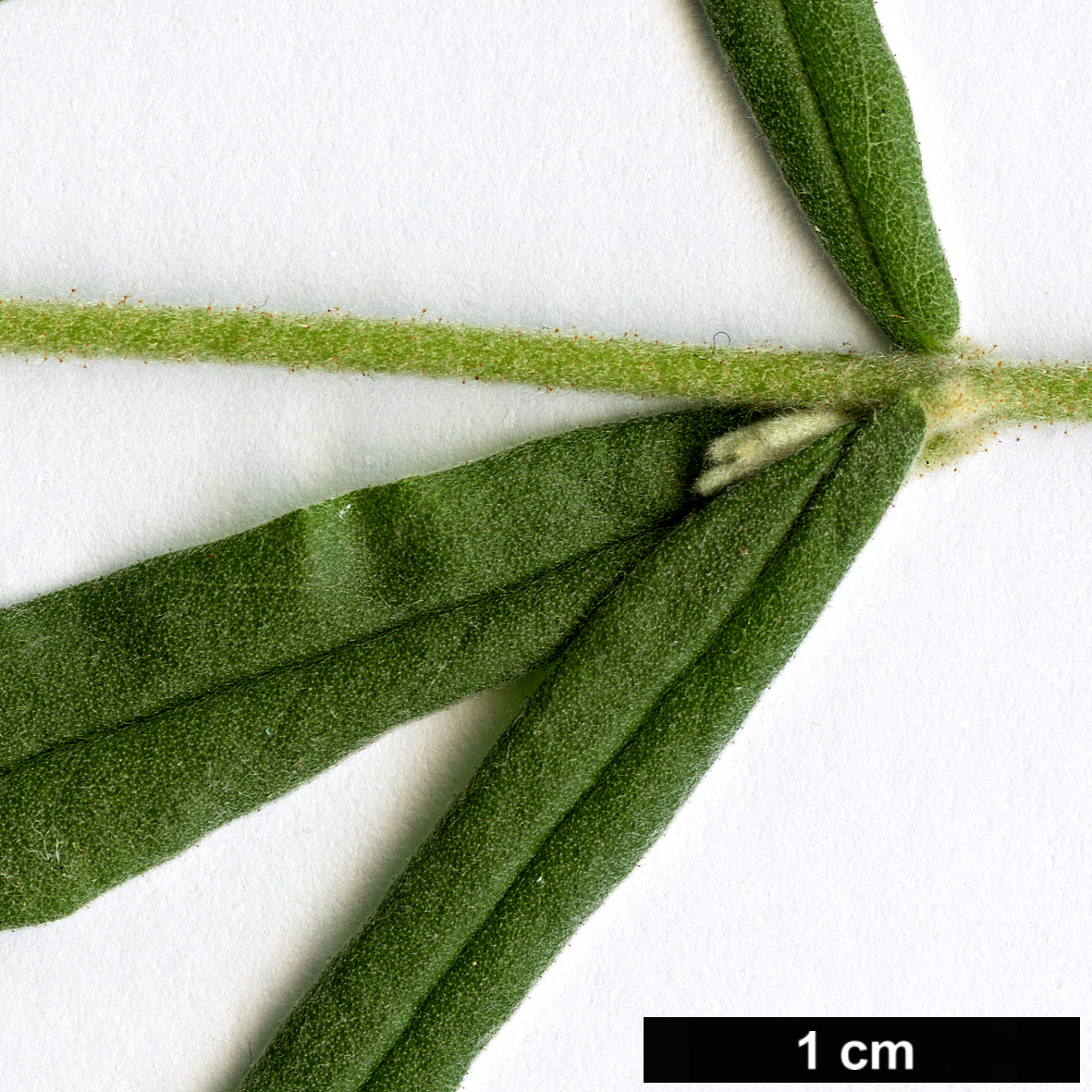 High resolution image: Family: Malvaceae - Genus: Guichenotia - Taxon: ledifolia