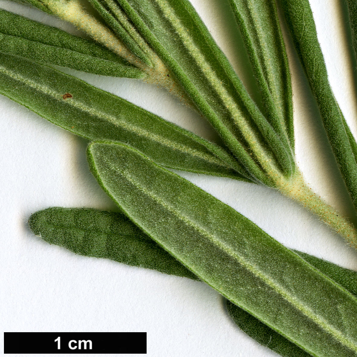 High resolution image: Family: Malvaceae - Genus: Guichenotia - Taxon: ledifolia