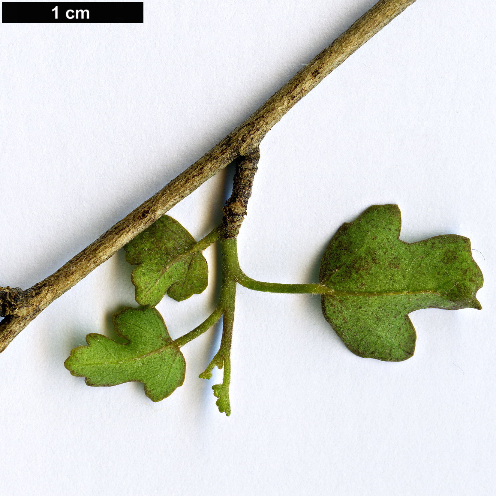 High resolution image: Family: Malvaceae - Genus: Hibiscus - Taxon: insularis High resolution image: Family: Malvaceae - Genus: Hibiscus - Taxon: insularis