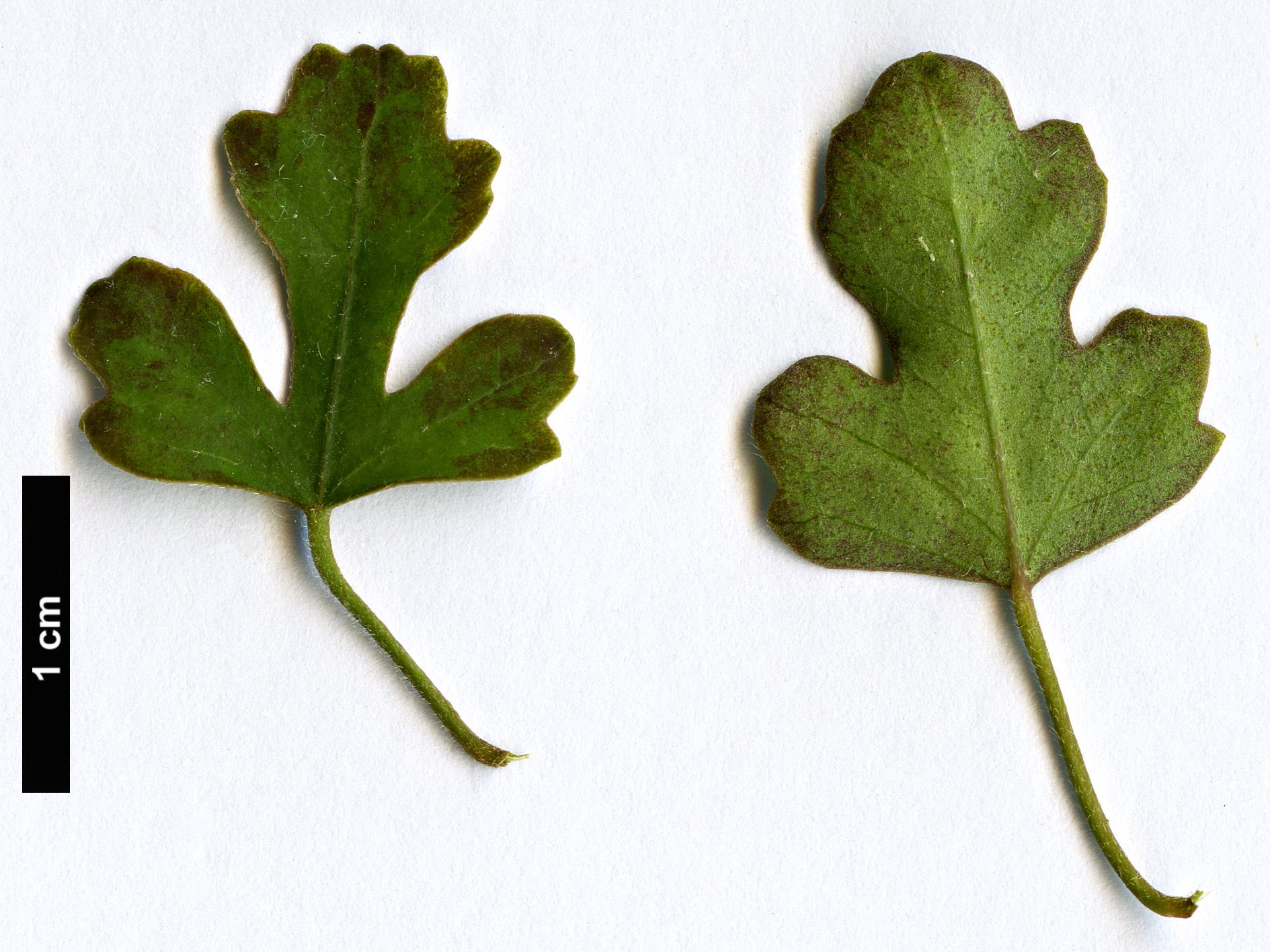 High resolution image: Family: Malvaceae - Genus: Hibiscus - Taxon: insularis High resolution image: Family: Malvaceae - Genus: Hibiscus - Taxon: insularis