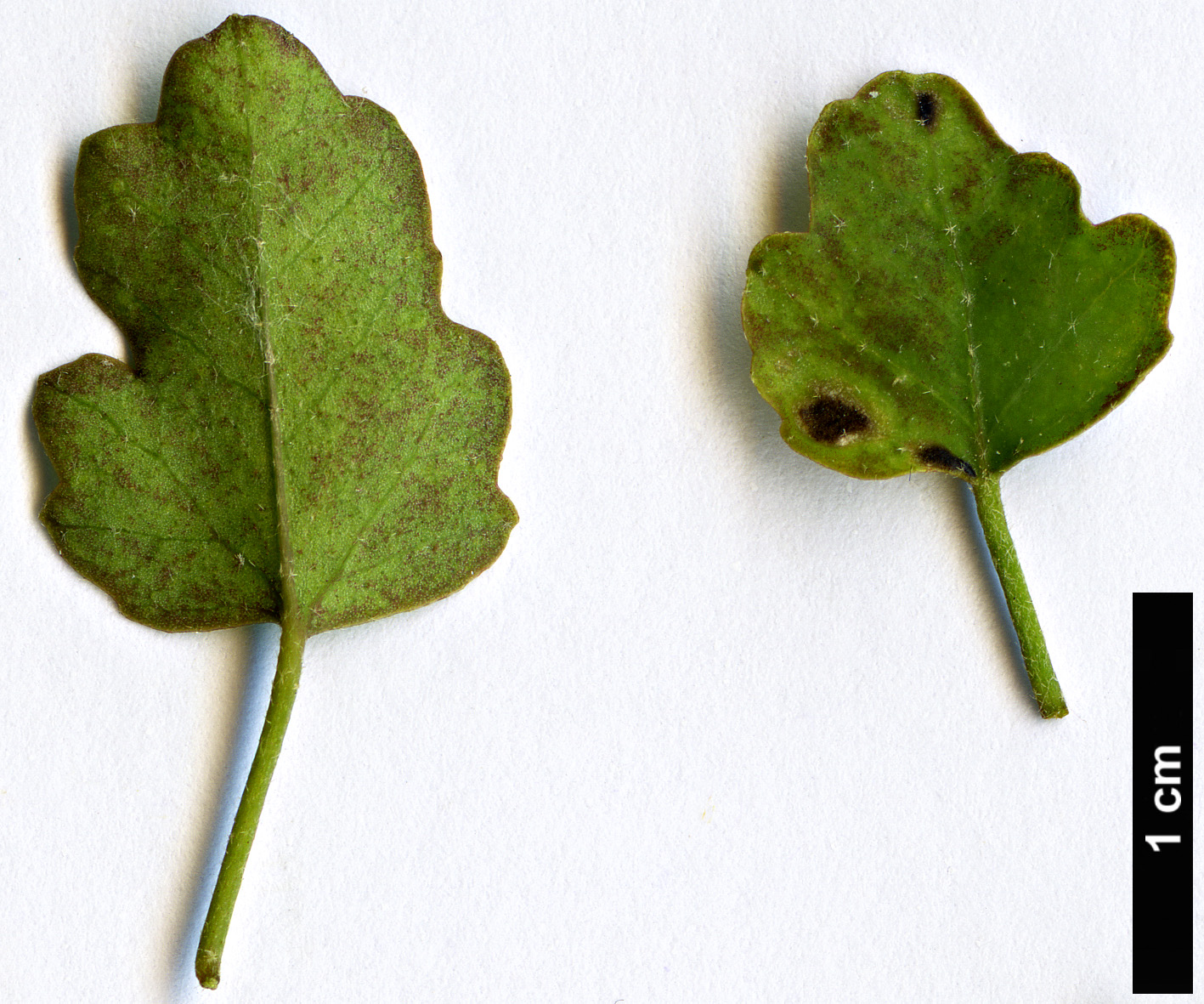 High resolution image: Family: Malvaceae - Genus: Hibiscus - Taxon: insularis High resolution image: Family: Malvaceae - Genus: Hibiscus - Taxon: insularis