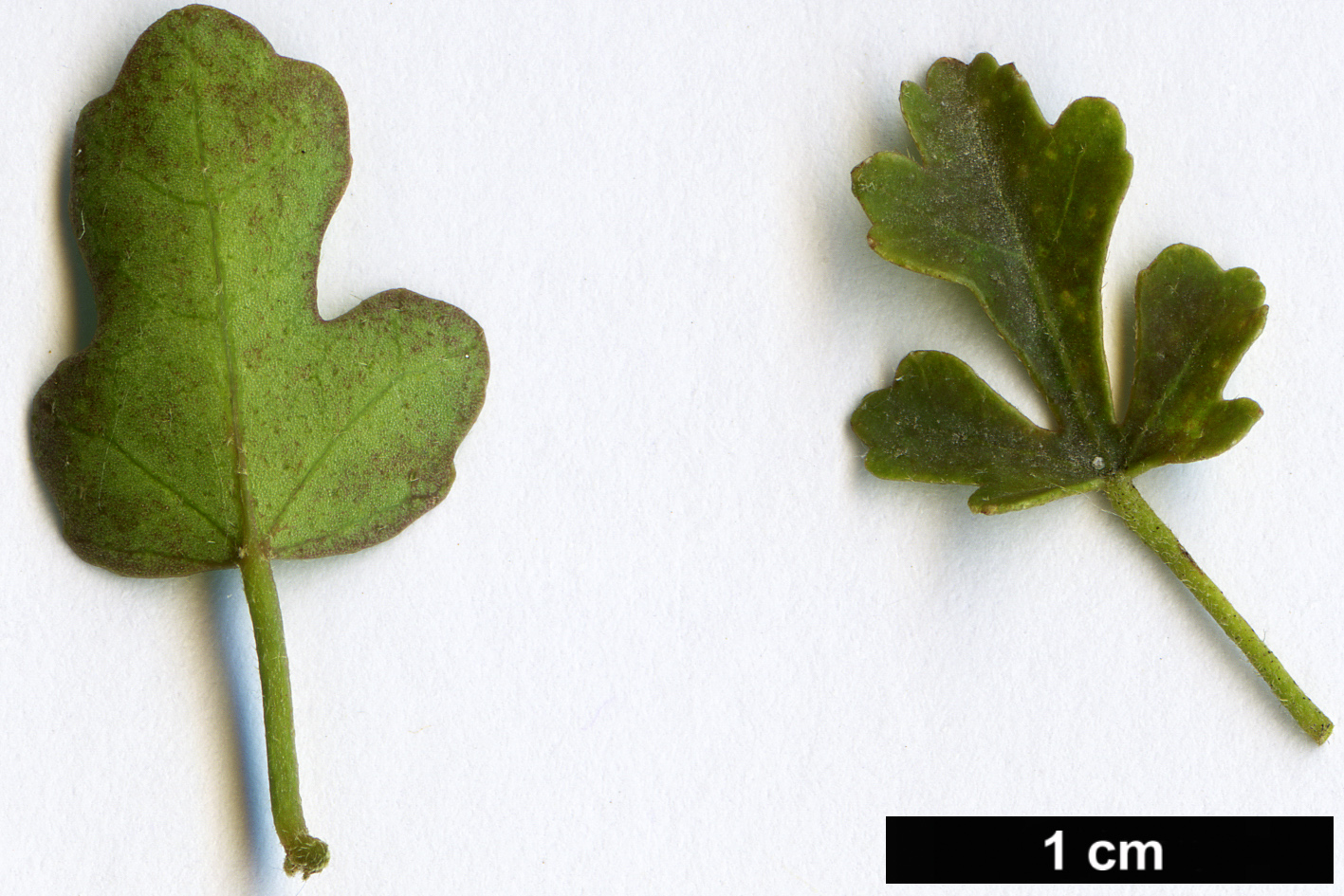 High resolution image: Family: Malvaceae - Genus: Hibiscus - Taxon: insularis High resolution image: Family: Malvaceae - Genus: Hibiscus - Taxon: insularis