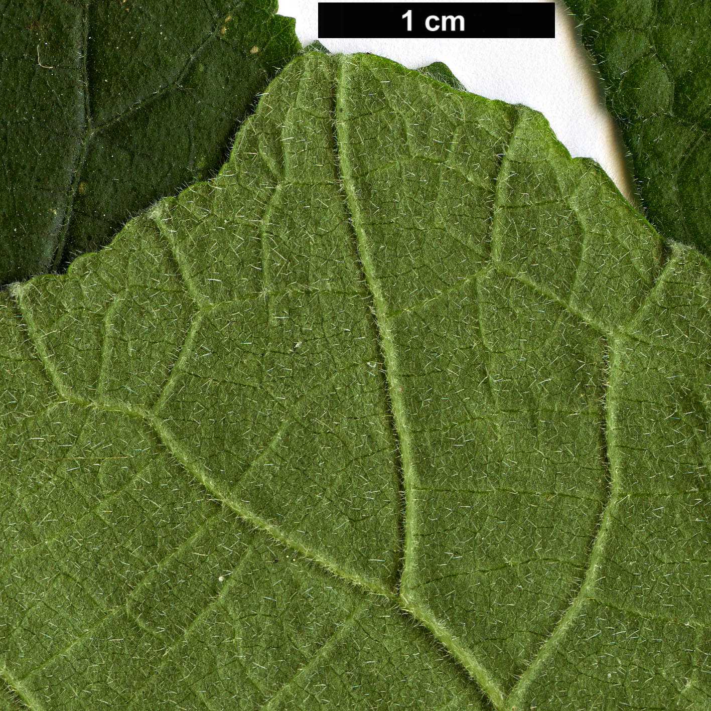 High resolution image: Family: Malvaceae - Genus: Hibiscus - Taxon: ludwigii
