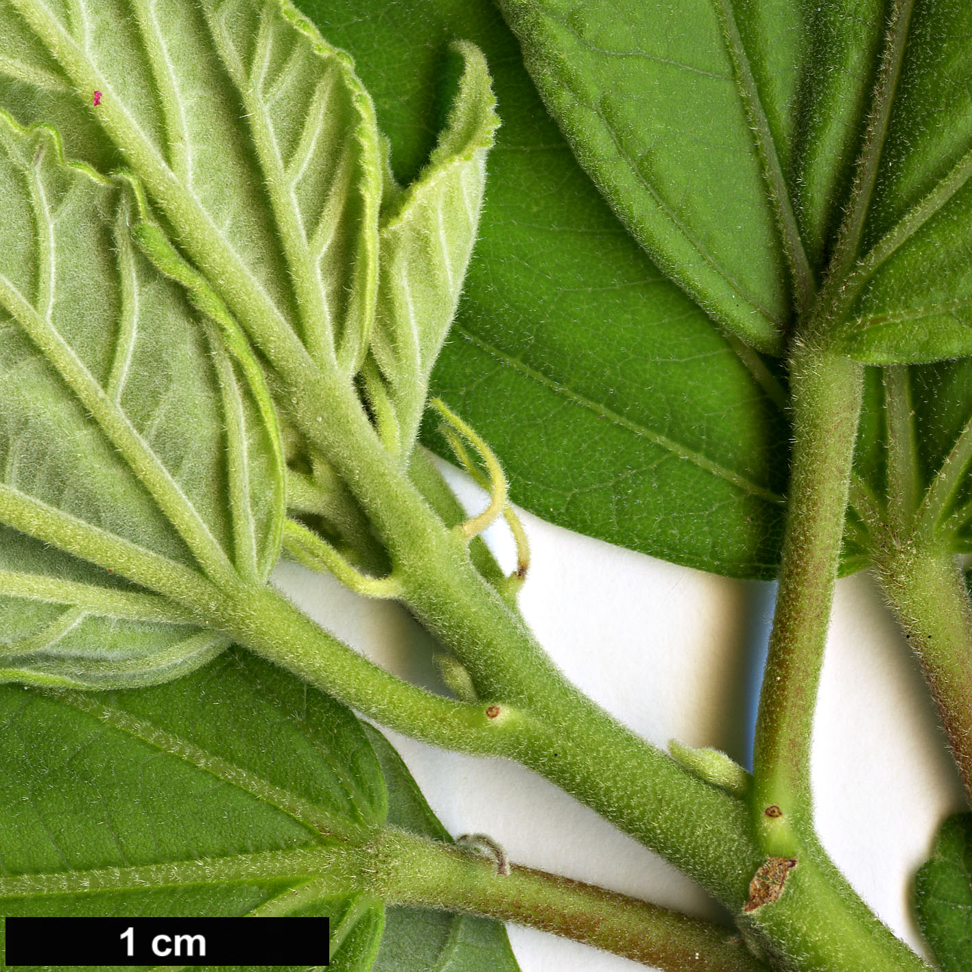 High resolution image: Family: Malvaceae - Genus: Hibiscus - Taxon: moscheutos