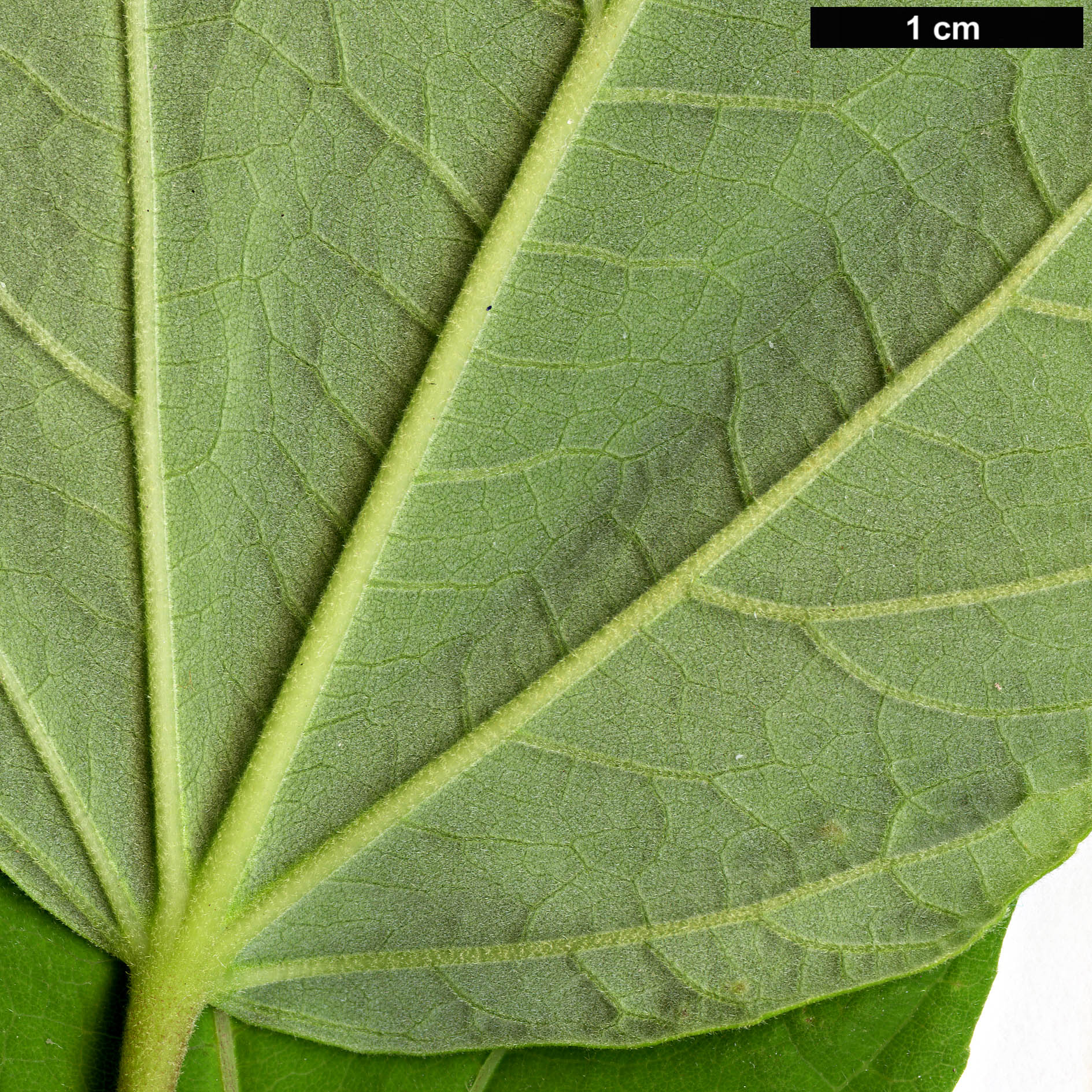 High resolution image: Family: Malvaceae - Genus: Hibiscus - Taxon: moscheutos