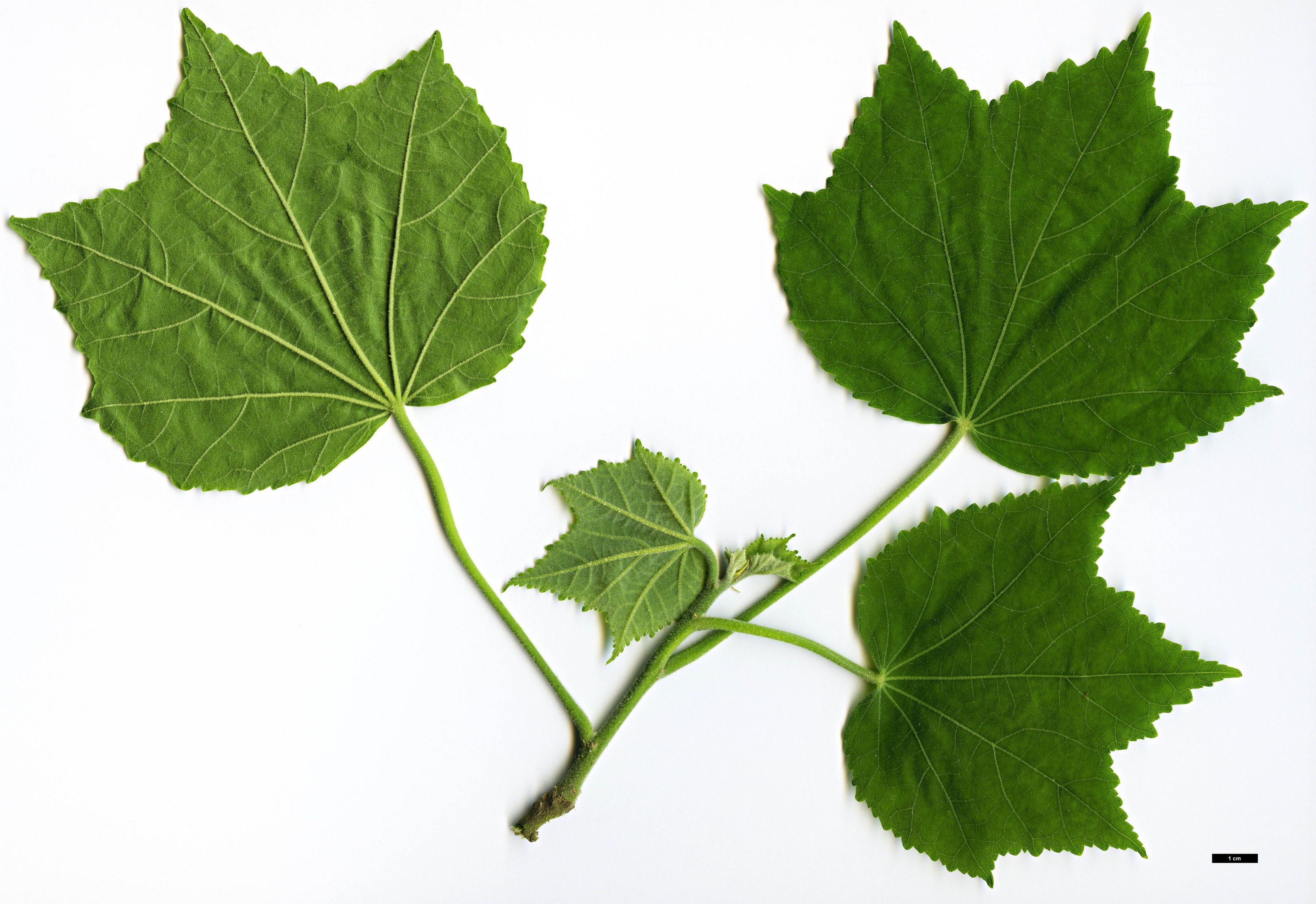 High resolution image: Family: Malvaceae - Genus: Hibiscus - Taxon: paramutabilis