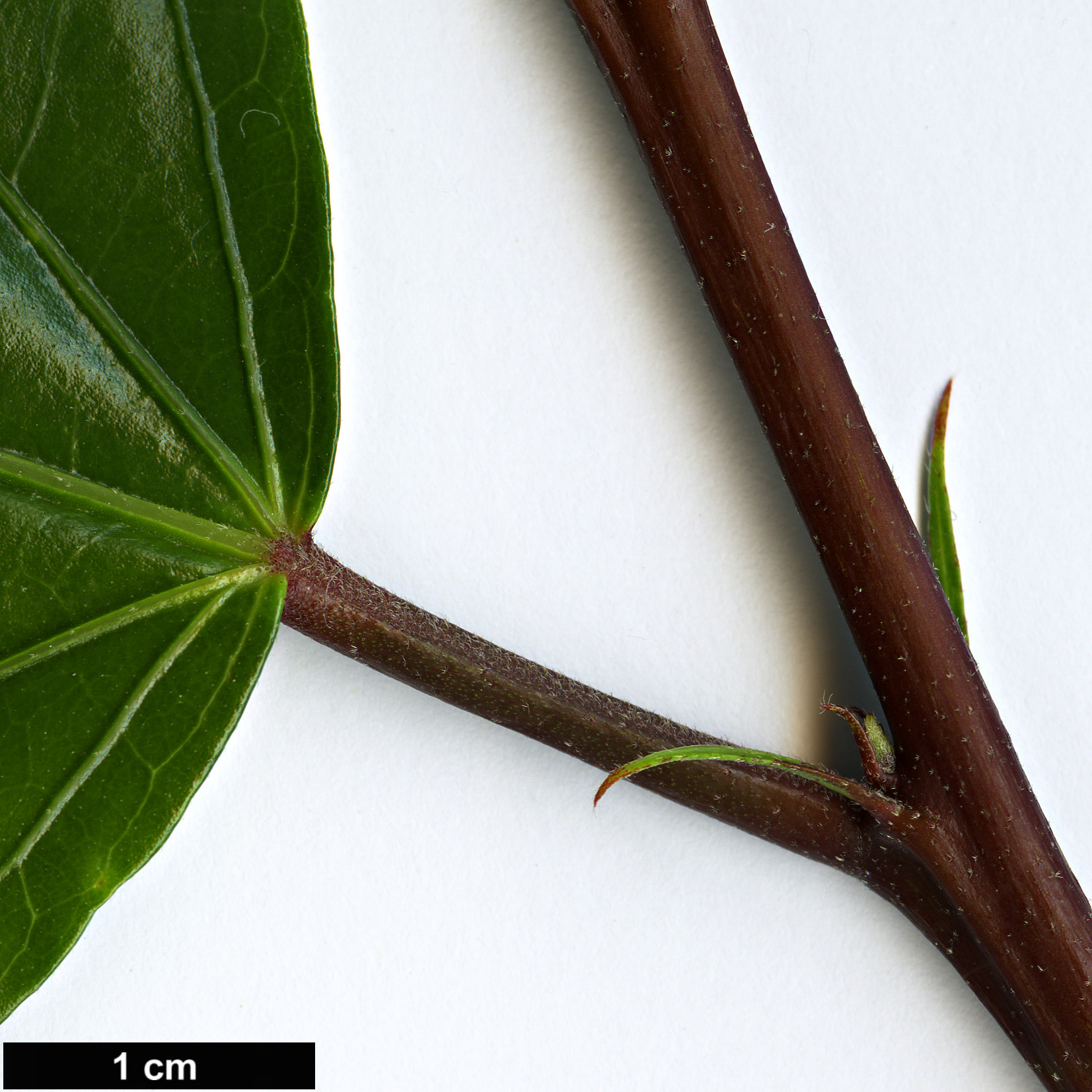 High resolution image: Family: Malvaceae - Genus: Hibiscus - Taxon: rosa-sinensis