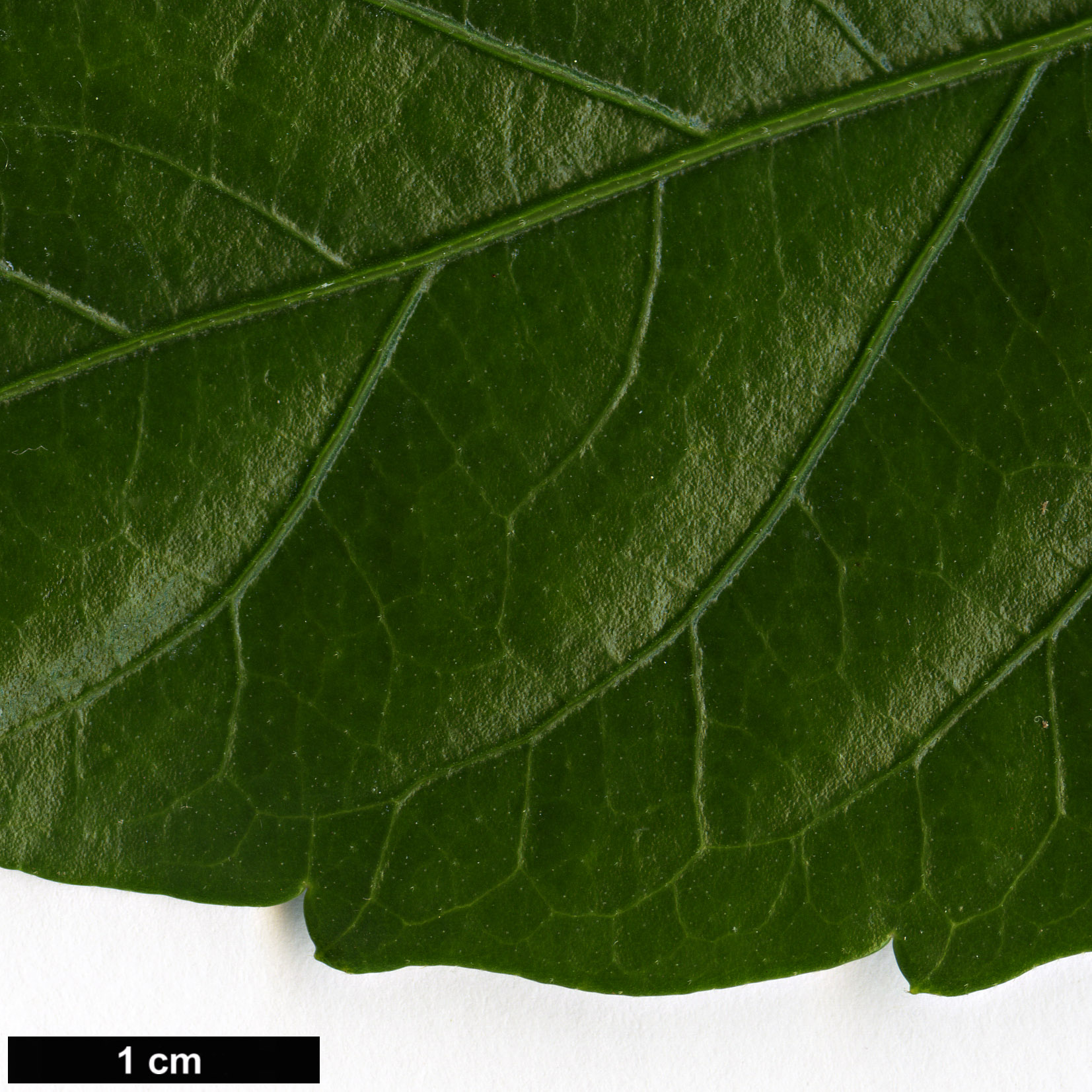 High resolution image: Family: Malvaceae - Genus: Hibiscus - Taxon: rosa-sinensis