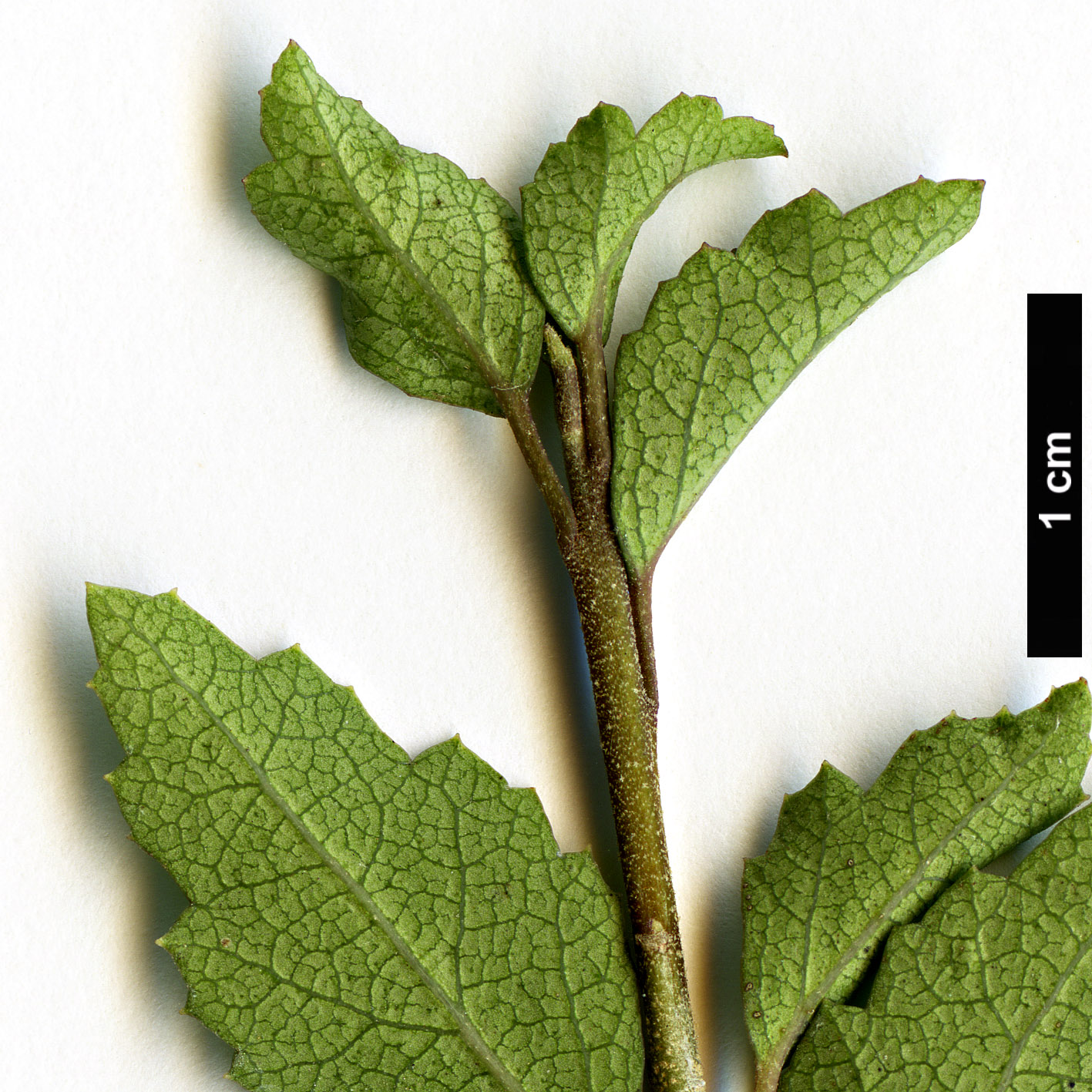 High resolution image: Family: Malvaceae - Genus: Hoheria - Taxon: angustifolia