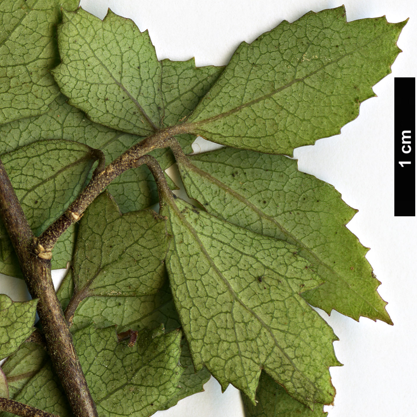 High resolution image: Family: Malvaceae - Genus: Hoheria - Taxon: sextylosa
