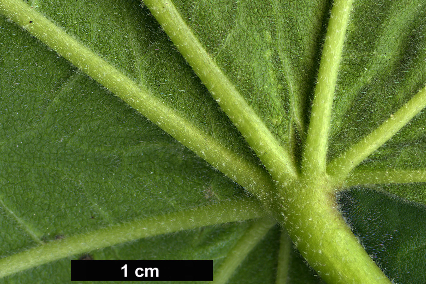 High resolution image: Family: Malvaceae - Genus: Malva - Taxon: arborea