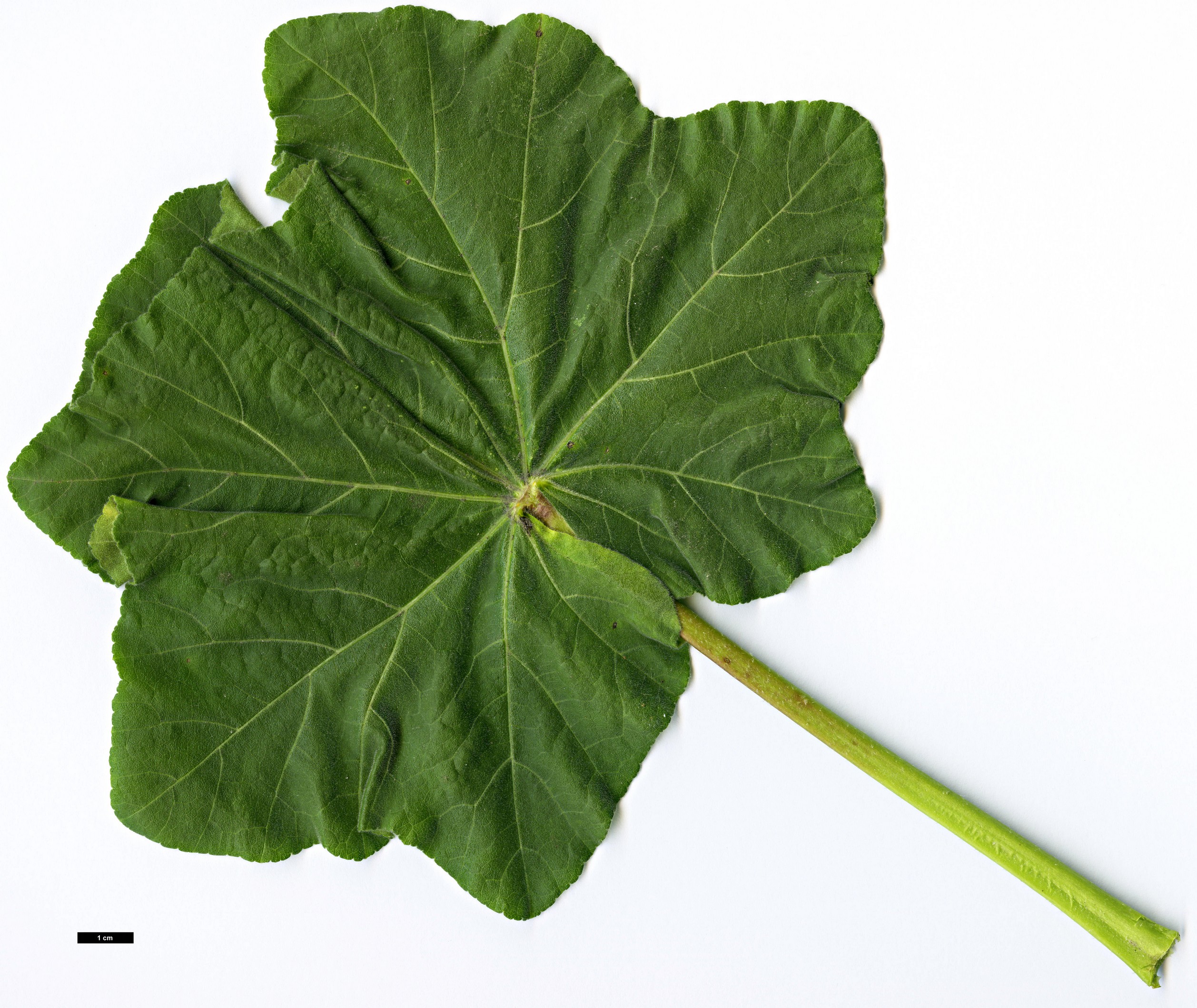 High resolution image: Family: Malvaceae - Genus: Malva - Taxon: arborea