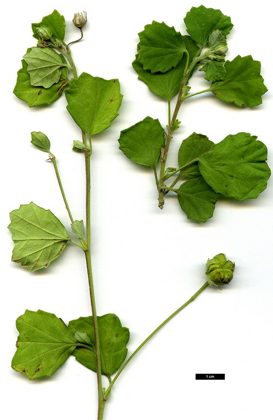 High resolution image: Family: Malvaceae - Genus: Pavonia - Taxon: praemorsa High resolution image: Family: Malvaceae - Genus: Pavonia - Taxon: praemorsa