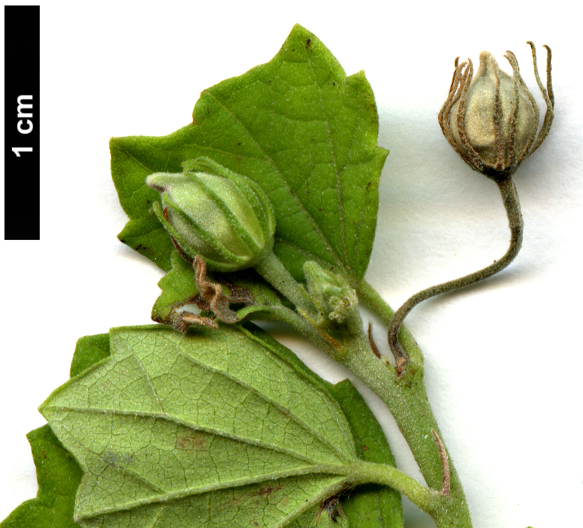 High resolution image: Family: Malvaceae - Genus: Pavonia - Taxon: praemorsa High resolution image: Family: Malvaceae - Genus: Pavonia - Taxon: praemorsa