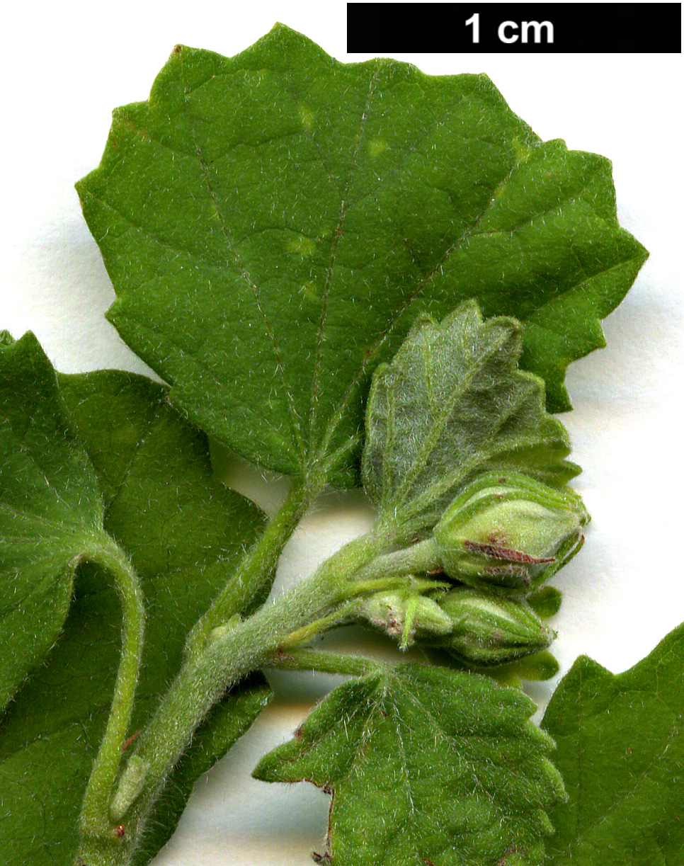 High resolution image: Family: Malvaceae - Genus: Pavonia - Taxon: praemorsa