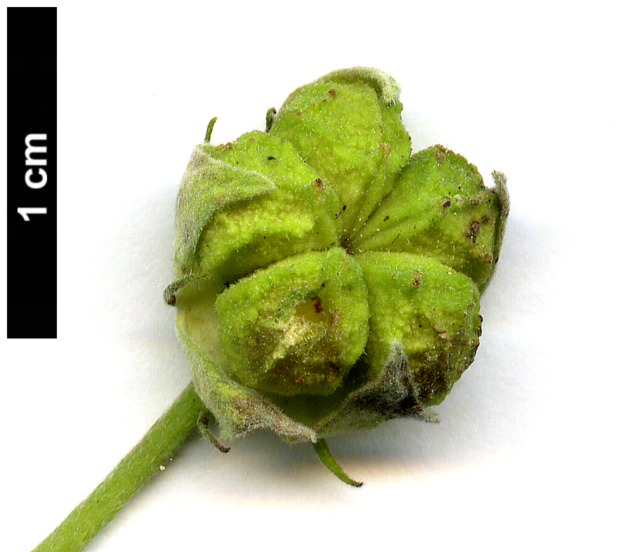 High resolution image: Family: Malvaceae - Genus: Pavonia - Taxon: praemorsa High resolution image: Family: Malvaceae - Genus: Pavonia - Taxon: praemorsa